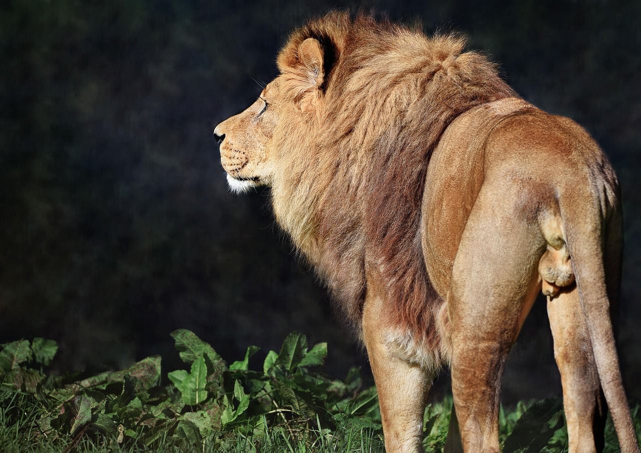 1280x906 Lion Barbary North African