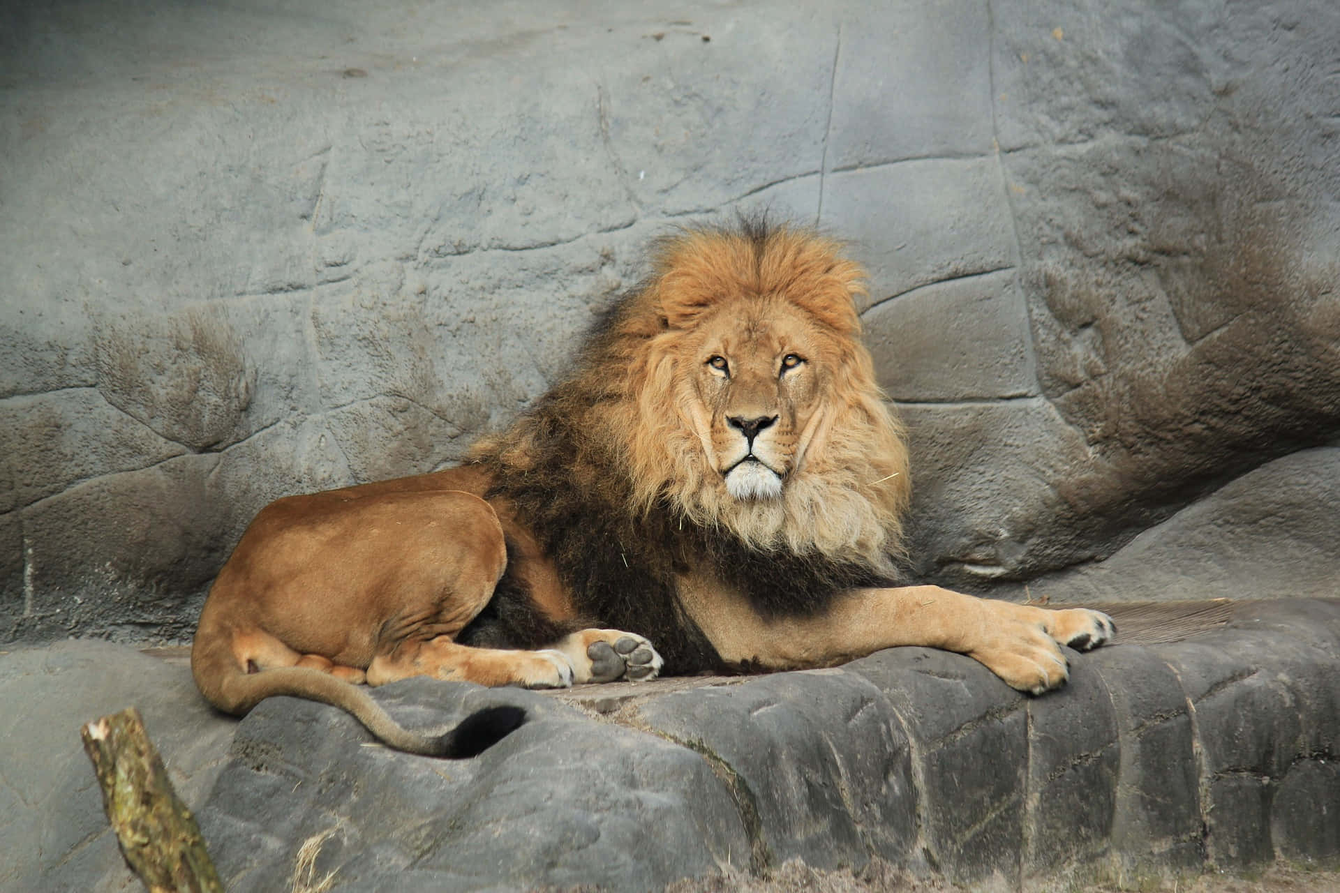 1920x1280 Download Zoo Animal Picture Barbary Lion Picture