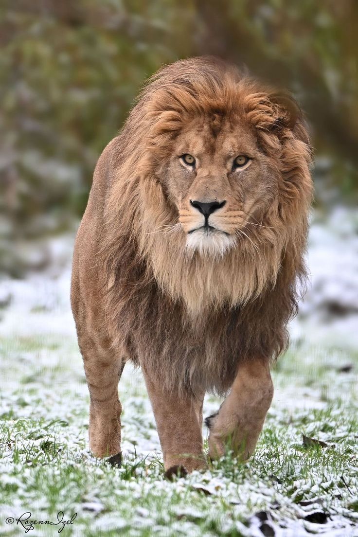736x1104 Majestic Lion Walking in Snowy Field. Lion walking in snowy landscape, Barbary lion, Picture of