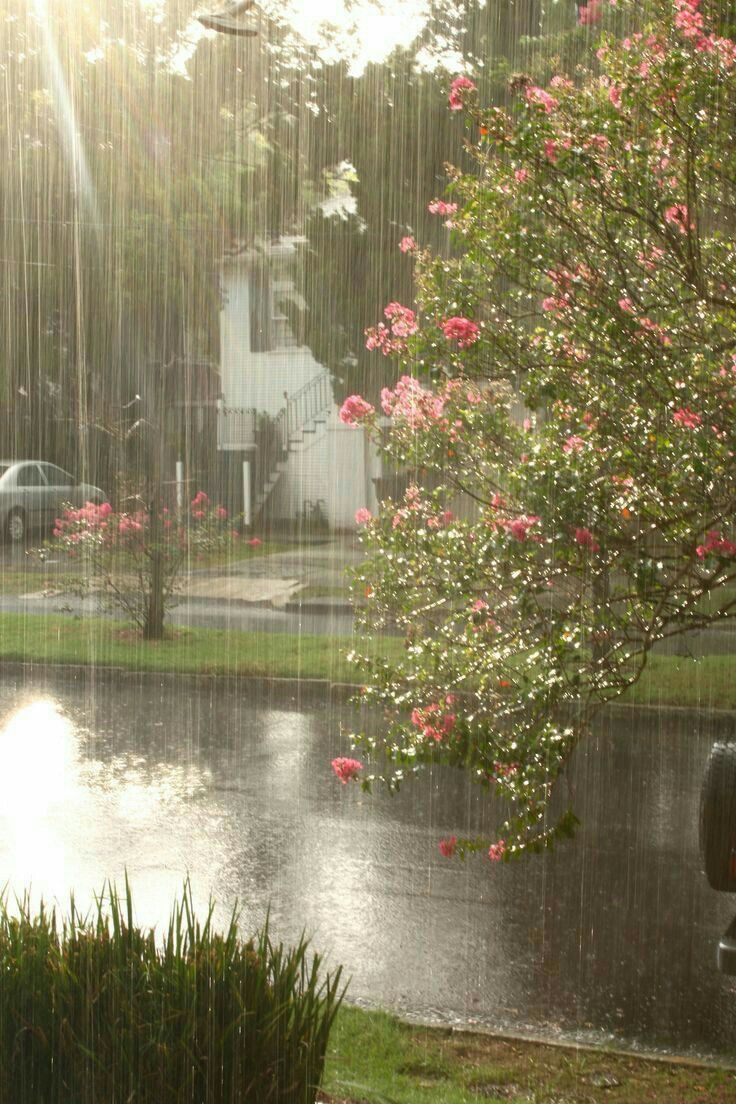 736x1104 Spring rainy days