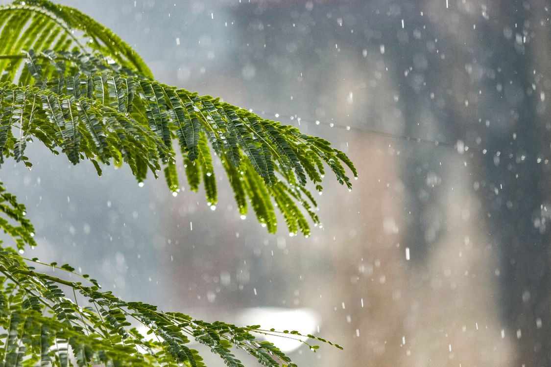 1125x750 Branches of evergreen tree during rain · Free