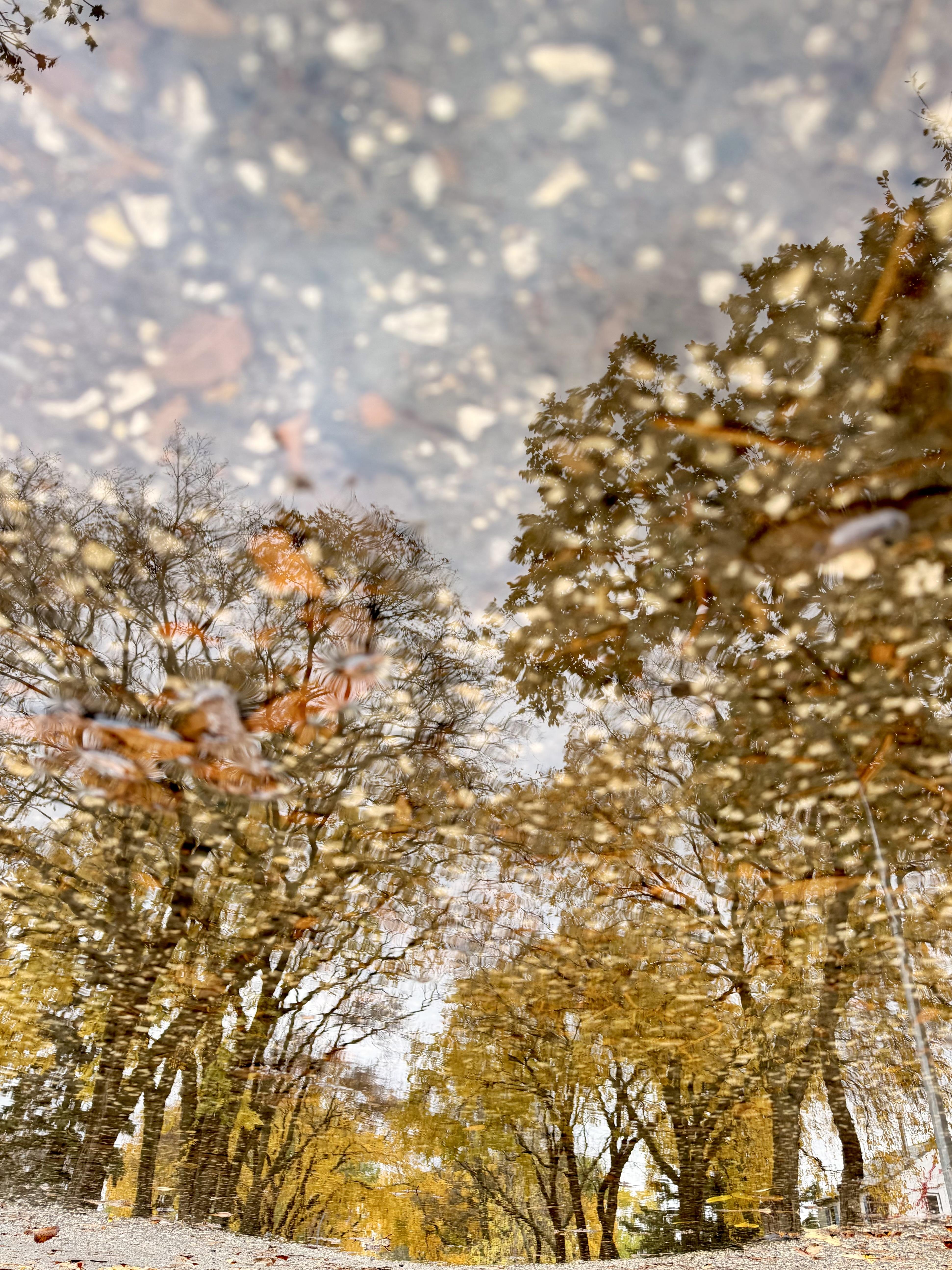3883x5177 Autumn reflections after the Rain