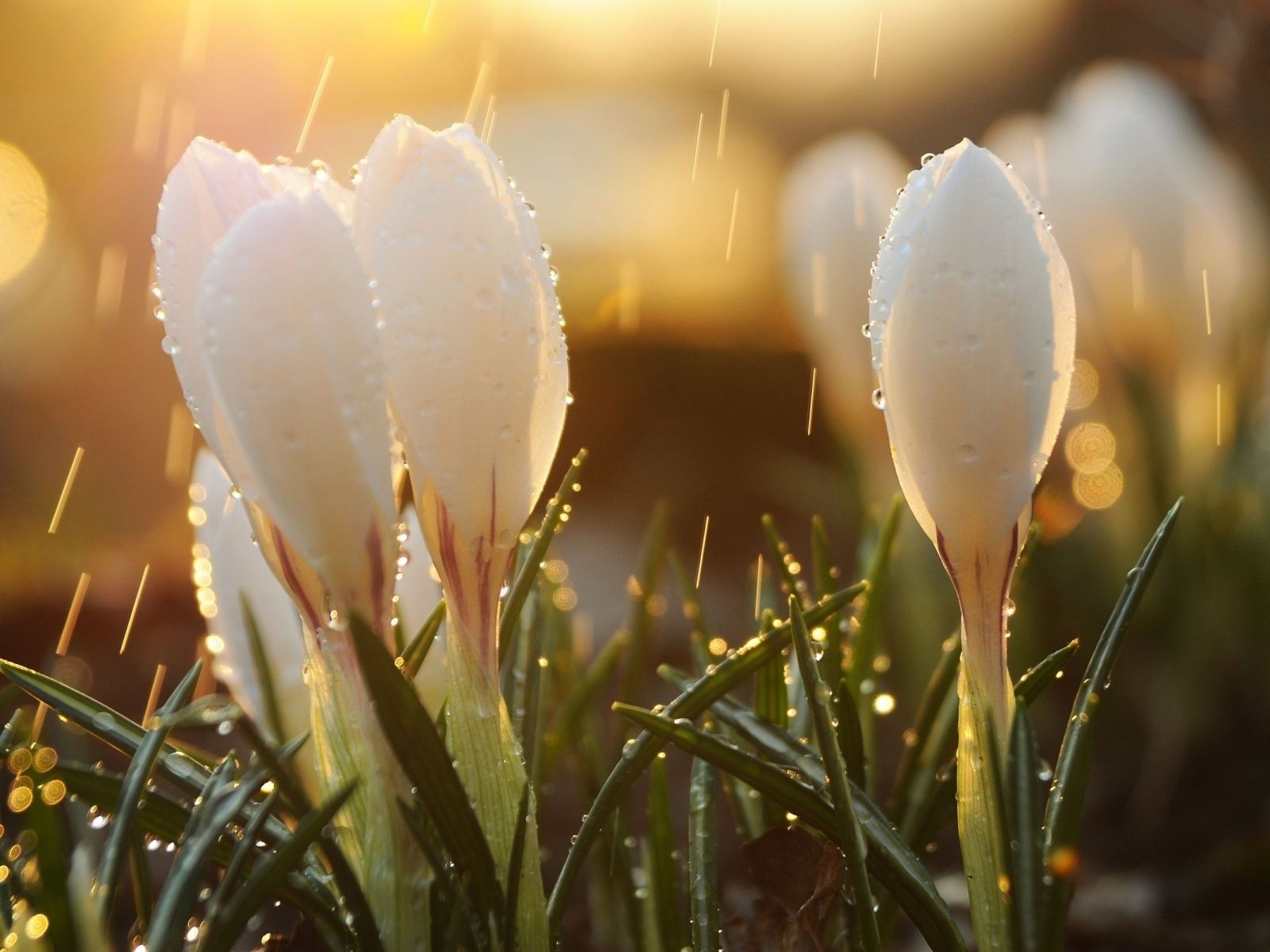 1600x1200 White Spring Flowers in Rain 4K UHD Wallpaper for UltraHD Desktop and TV : Smartphone and Tablet Devices