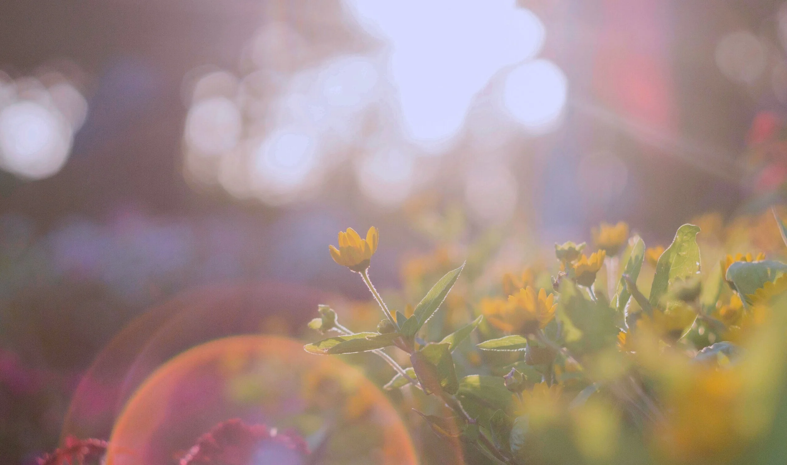 2500x1479 Sunshine after the Rain