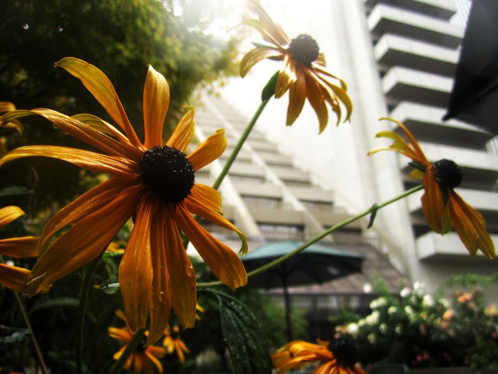 1024x768 Sunny Flower Rain