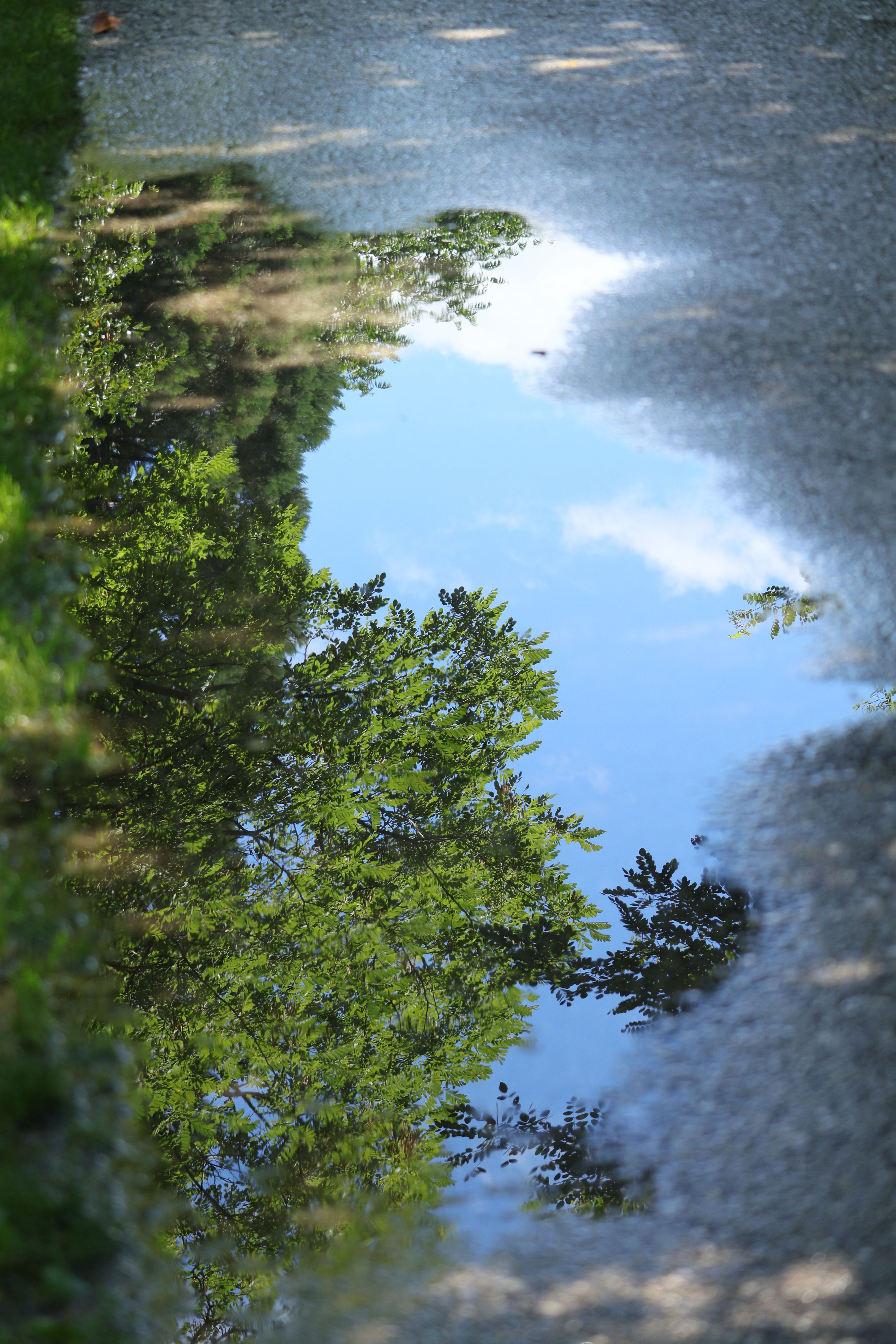 4000x6000 Tree Reflection in Puddle on Sunny Day · Free