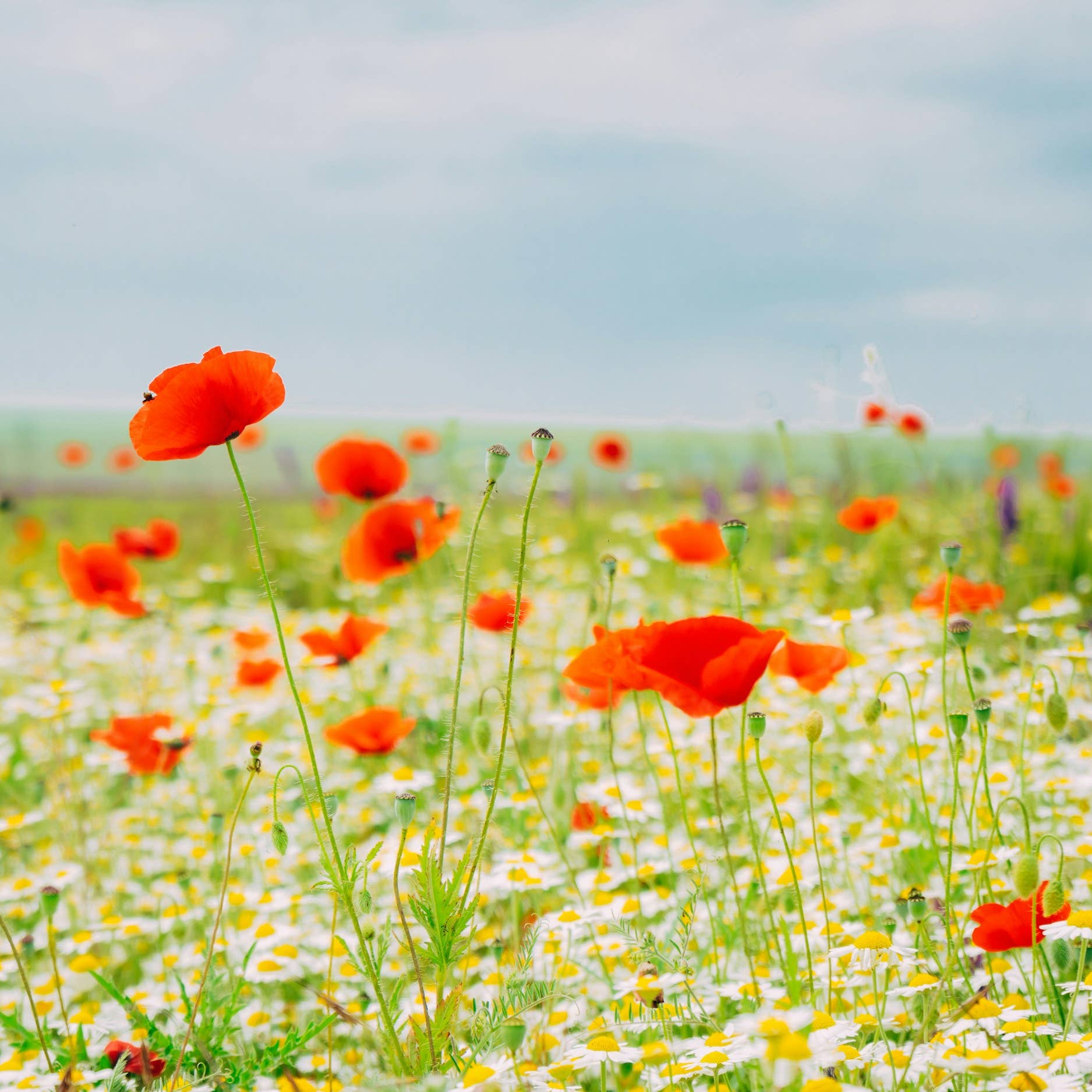 1875x1875 What Is Beltane? All About May Day 2026