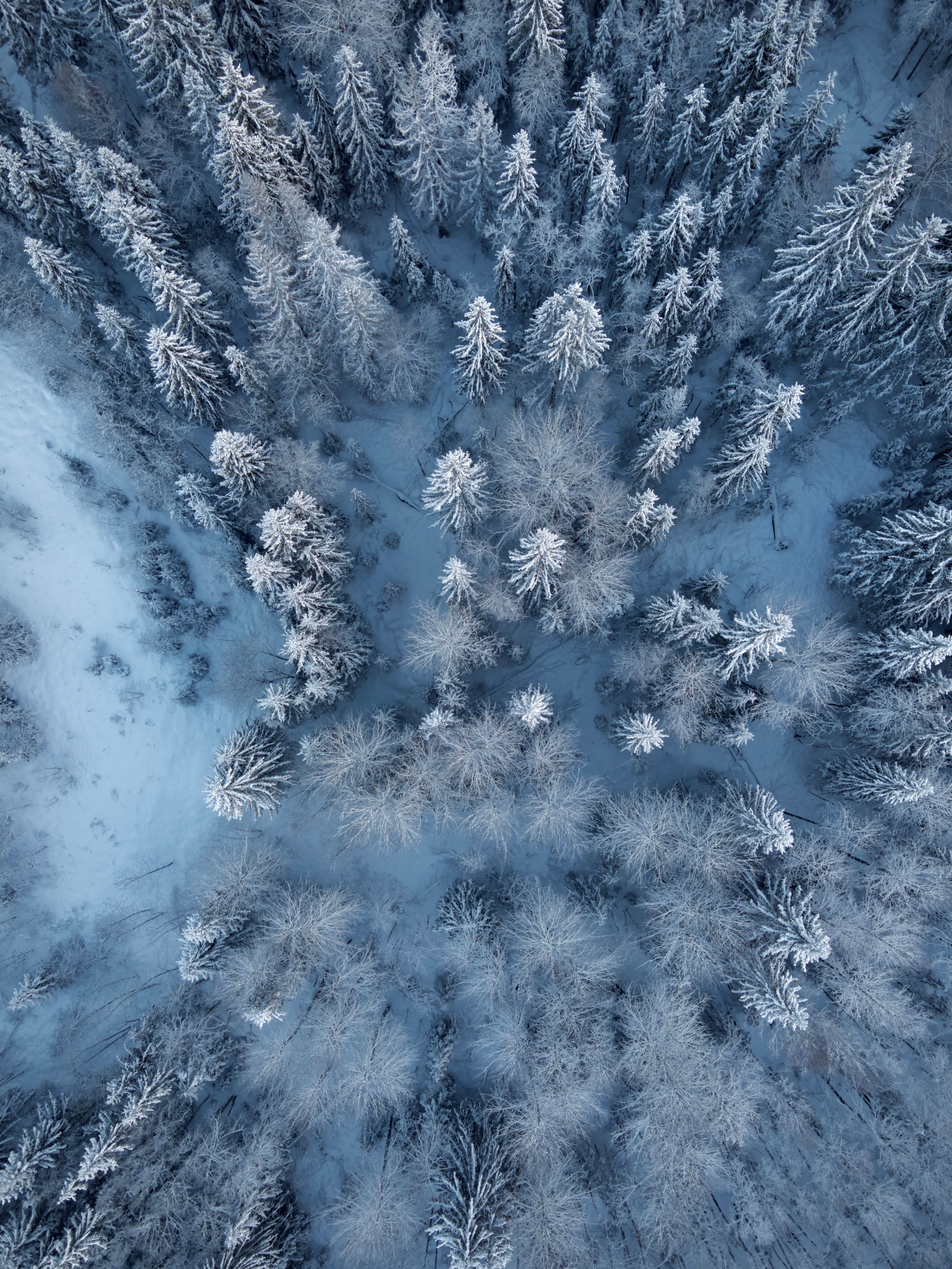 6000x8000 Aerial View Of Snow Covered Winter Forest · Free