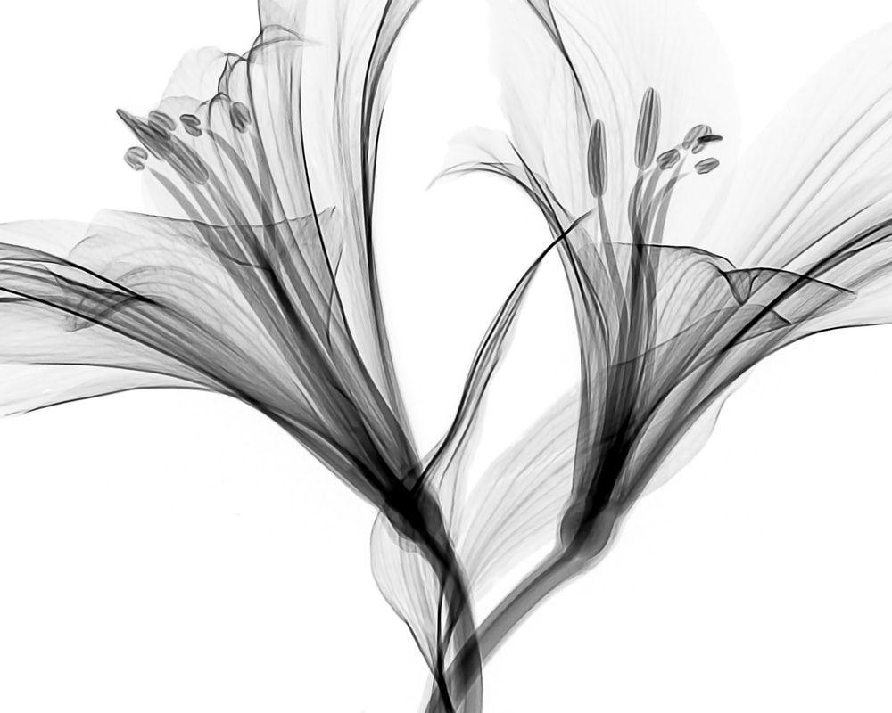 1000x800 White Wallpaper: Free HD Download [HQ]
