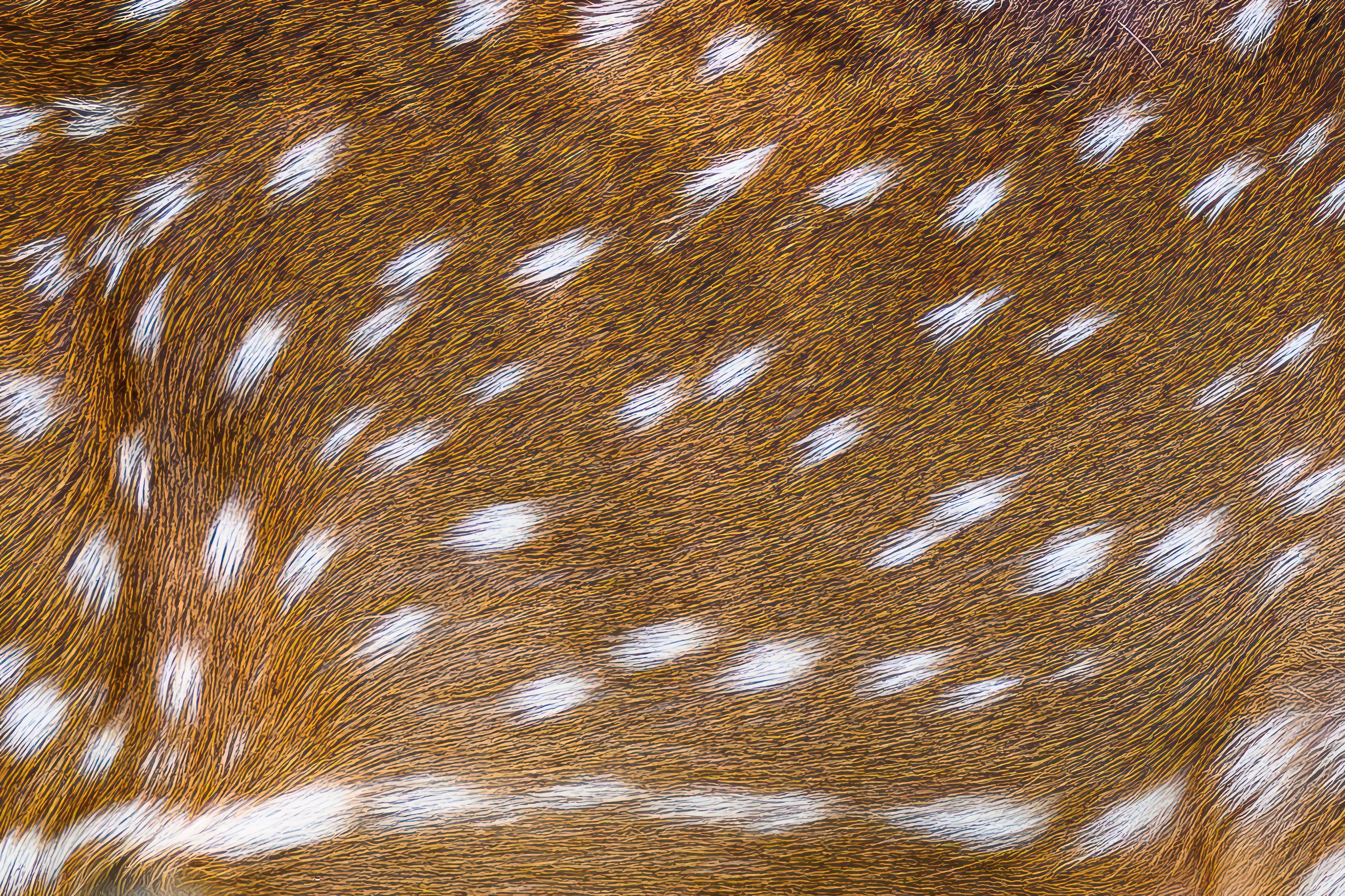 2808x1872 Close Up Of Spotted Deer Fur Texture · Free