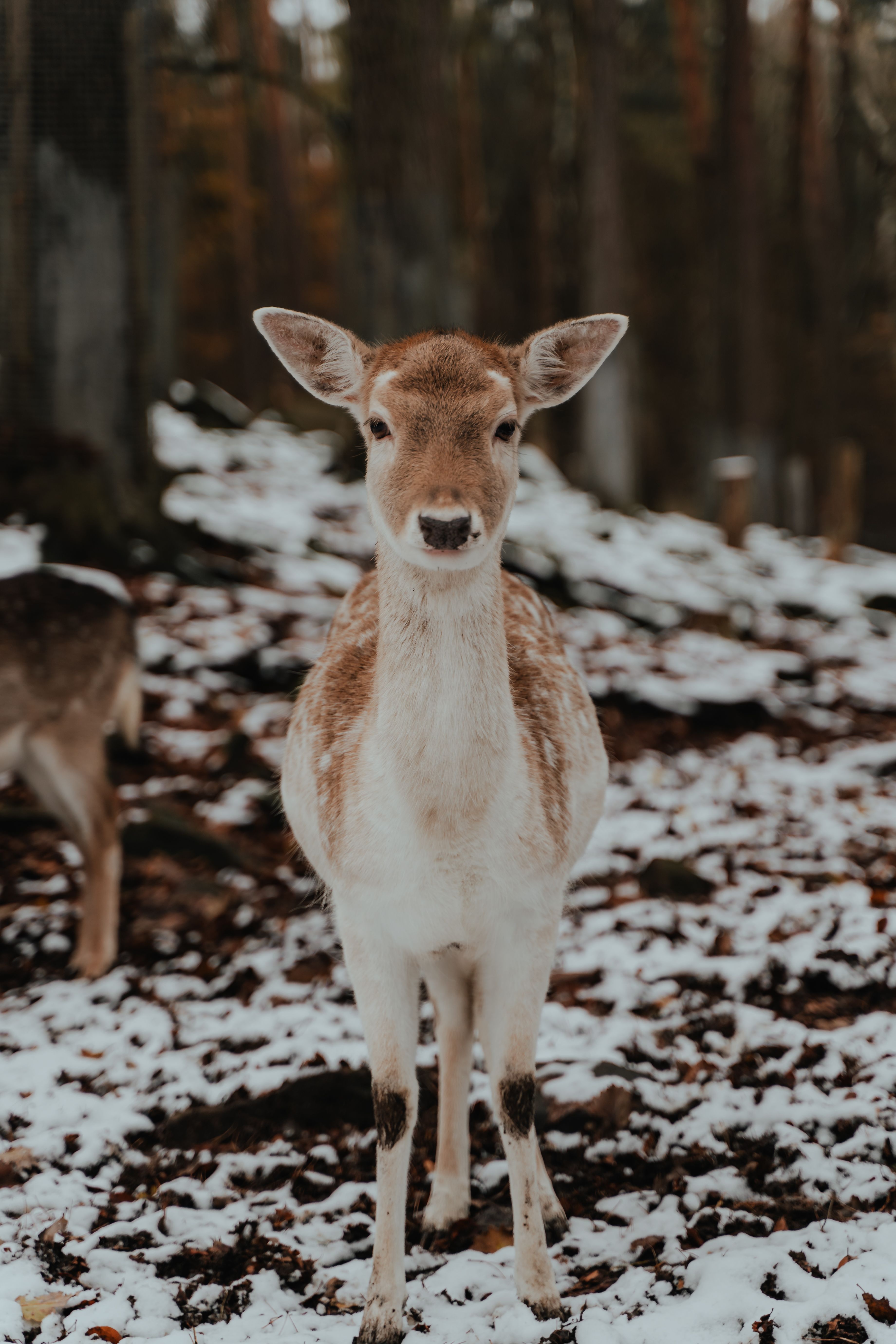 3680x5520 Fallow Deer in Snowy Winter Forest · Free
