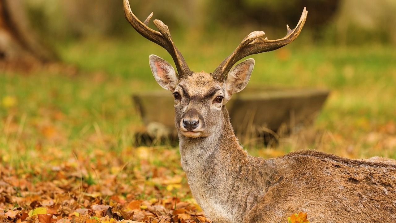 1280x720 Deer, Nature, Fur. Free Stock Video