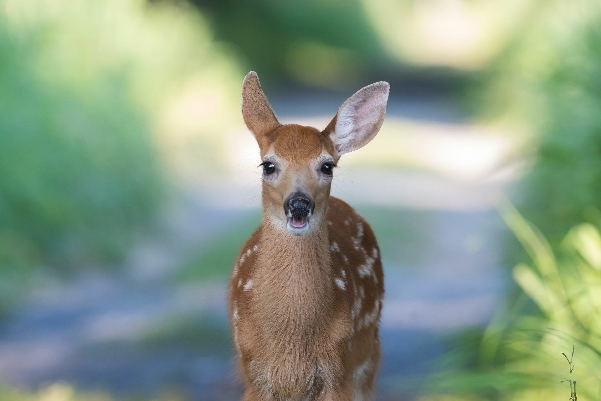 1920x1280 Adorable Fawn in 4K Ultra HD Wallpaperx3379
