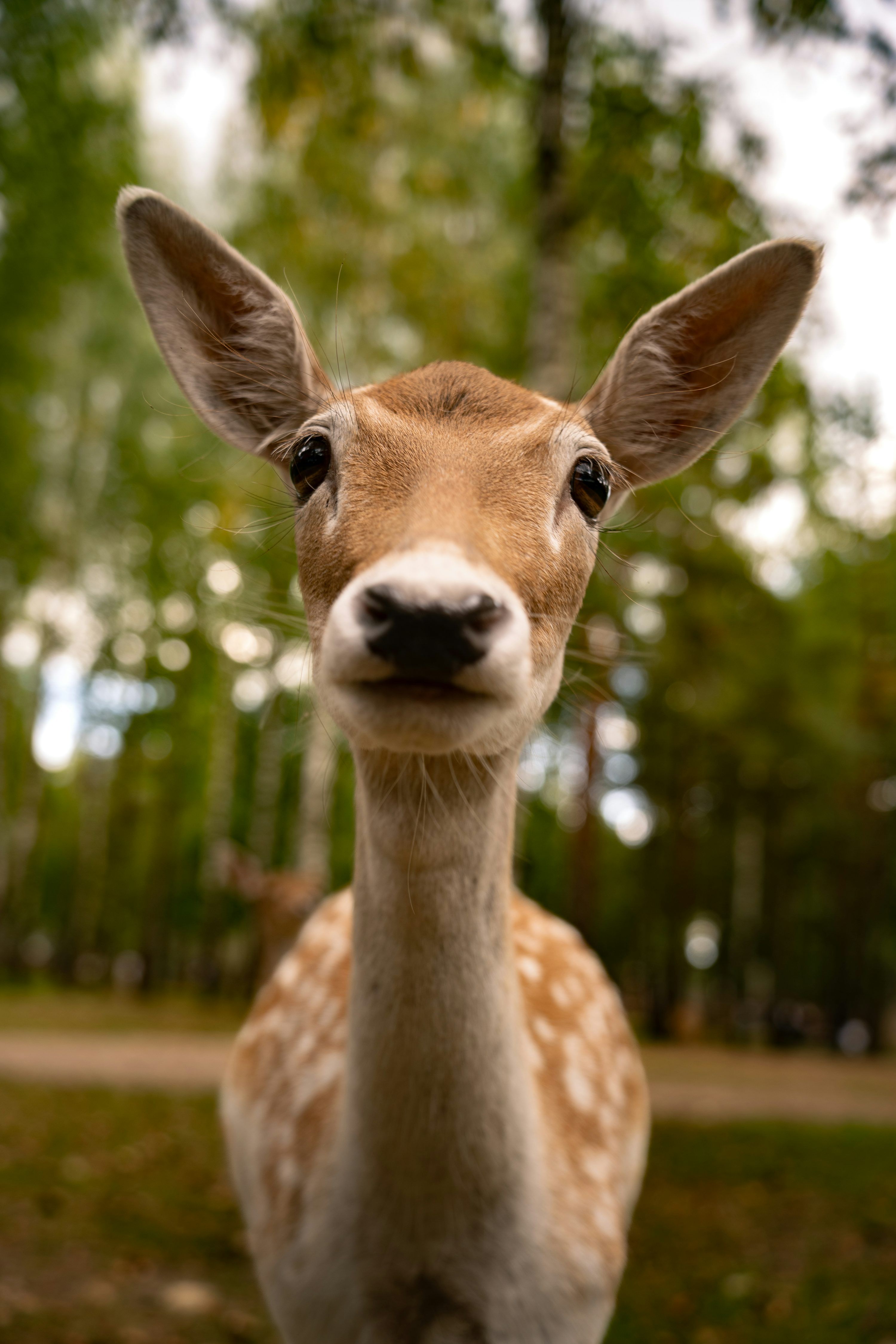 3000x4500 Fallow deer in forest