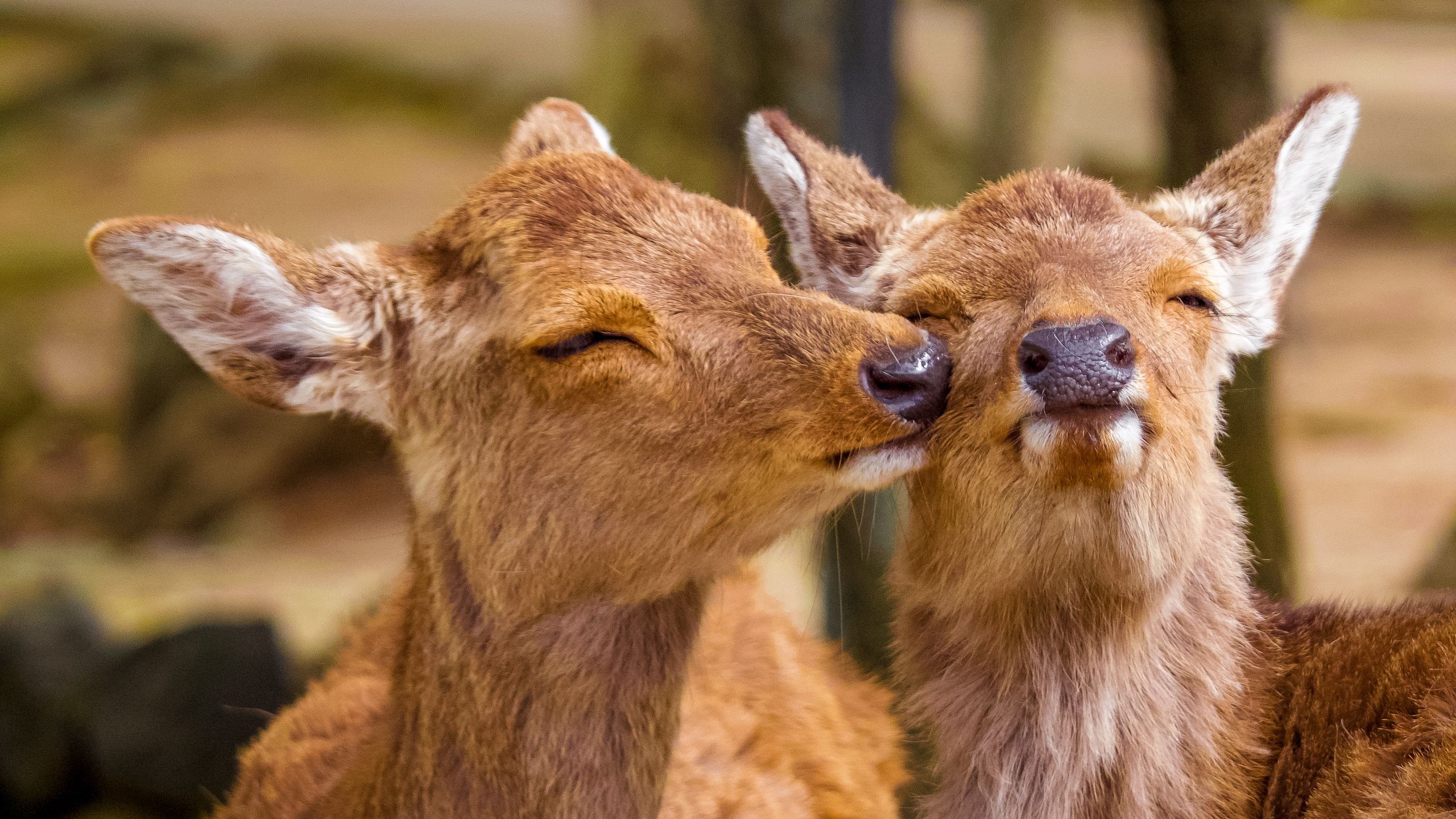 2560x1440 Download wallpaper 2560x1440 deer, cute, funny, animals, wildlife widescreen 16:9 HD background