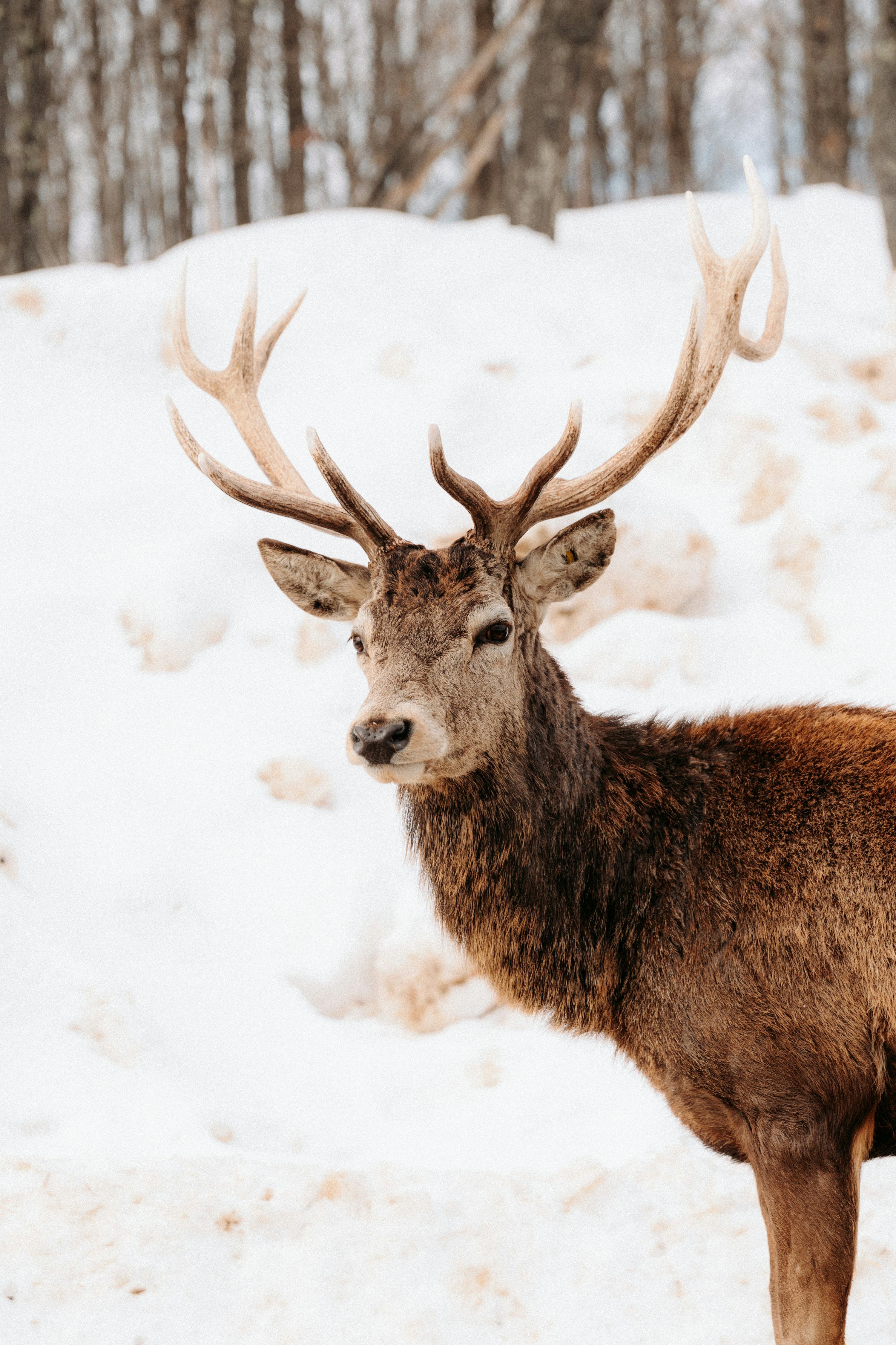 3000x4500 Red deer stag in snowy forest