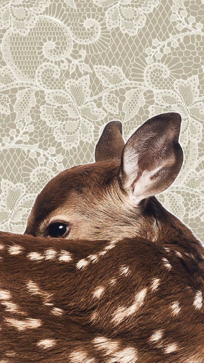 675x1200 aestheticwallpaper #phonewallpaper #natureaesthetic #deerwallpaper #cottagecore