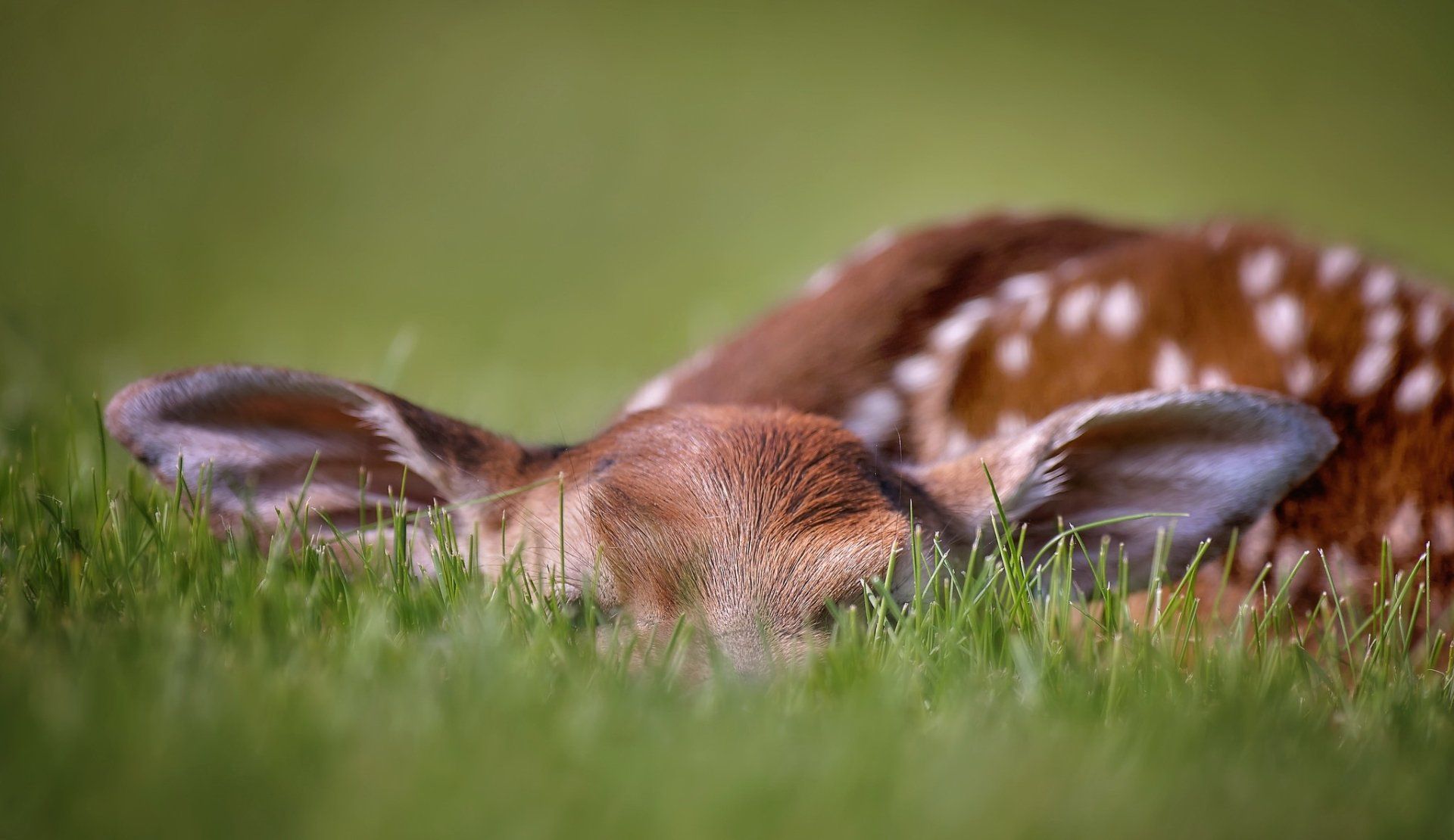 1920x1110 Peaceful Fawn in Lush Grass