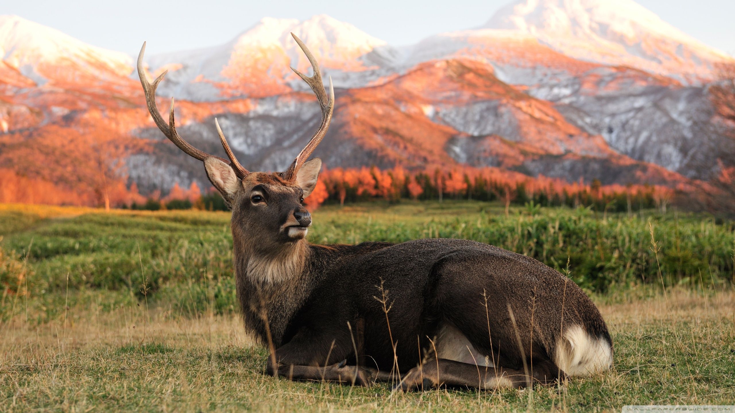 2560x1440 Deer 4K UHD Wallpaper for UltraHD Desktop and TV : Smartphone and Tablet Devices