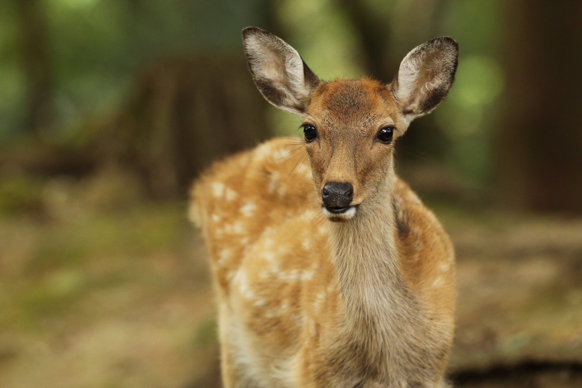 1920x1280 Spotted Fawn