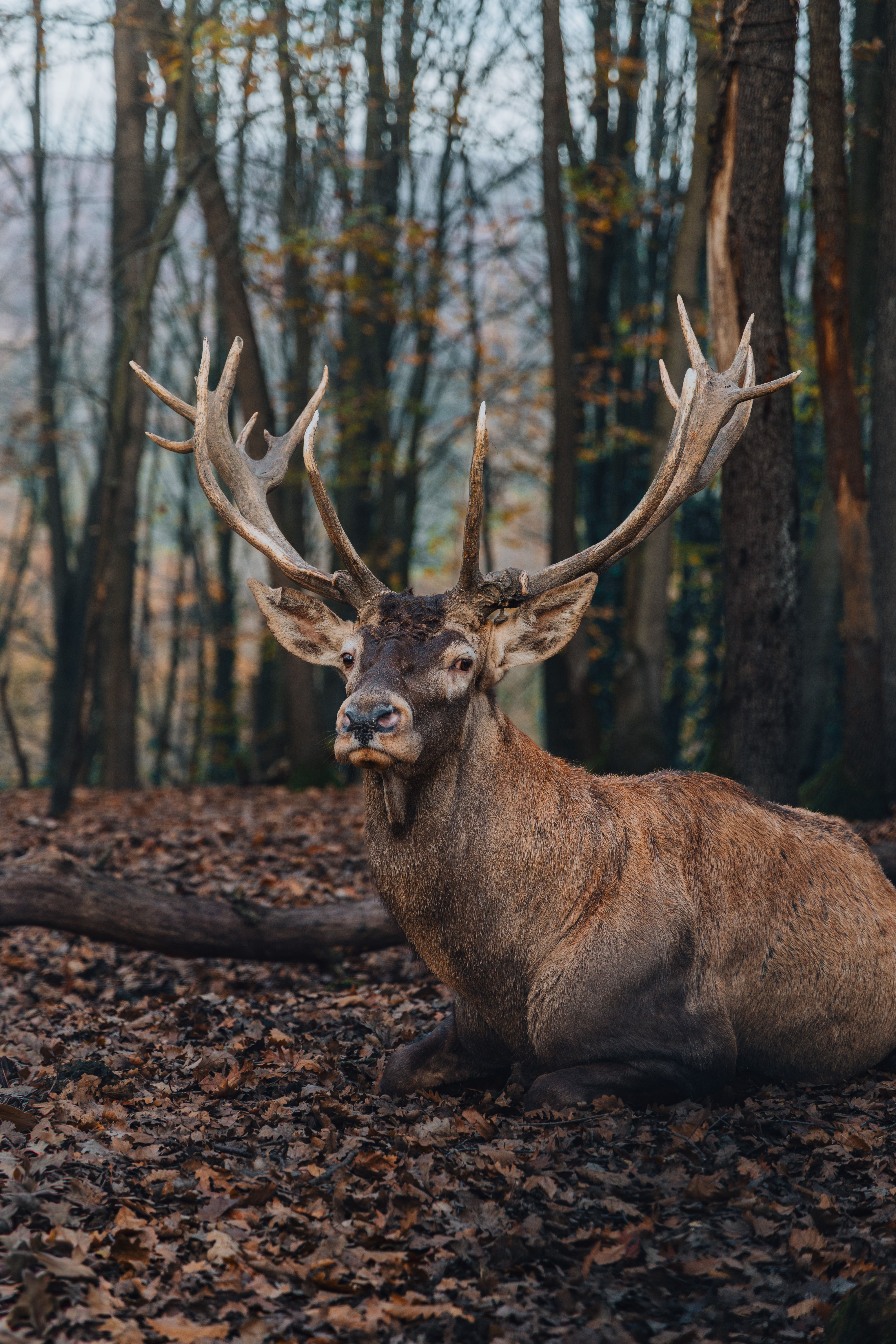 4884x7326 A deer laying down in the woods with leaves · Free