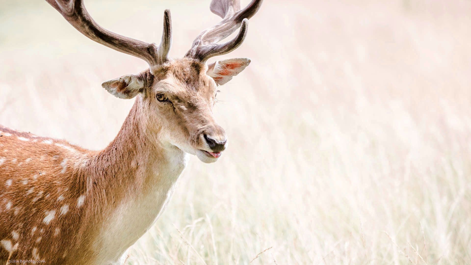 1920x1080 Fallow deer pulls faces : funny deer image free to download