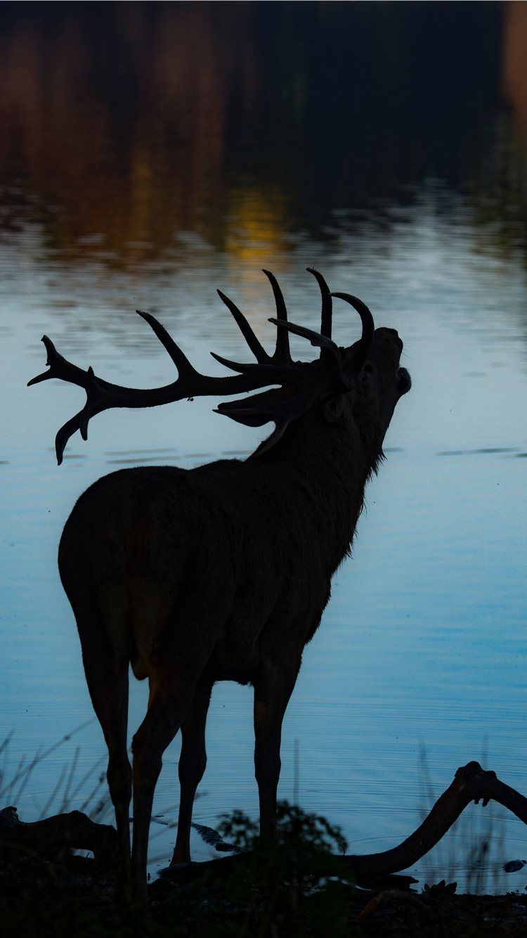 750x1334 silhouette of deer beside body of water iPhone 8 Wallpaper Free Download