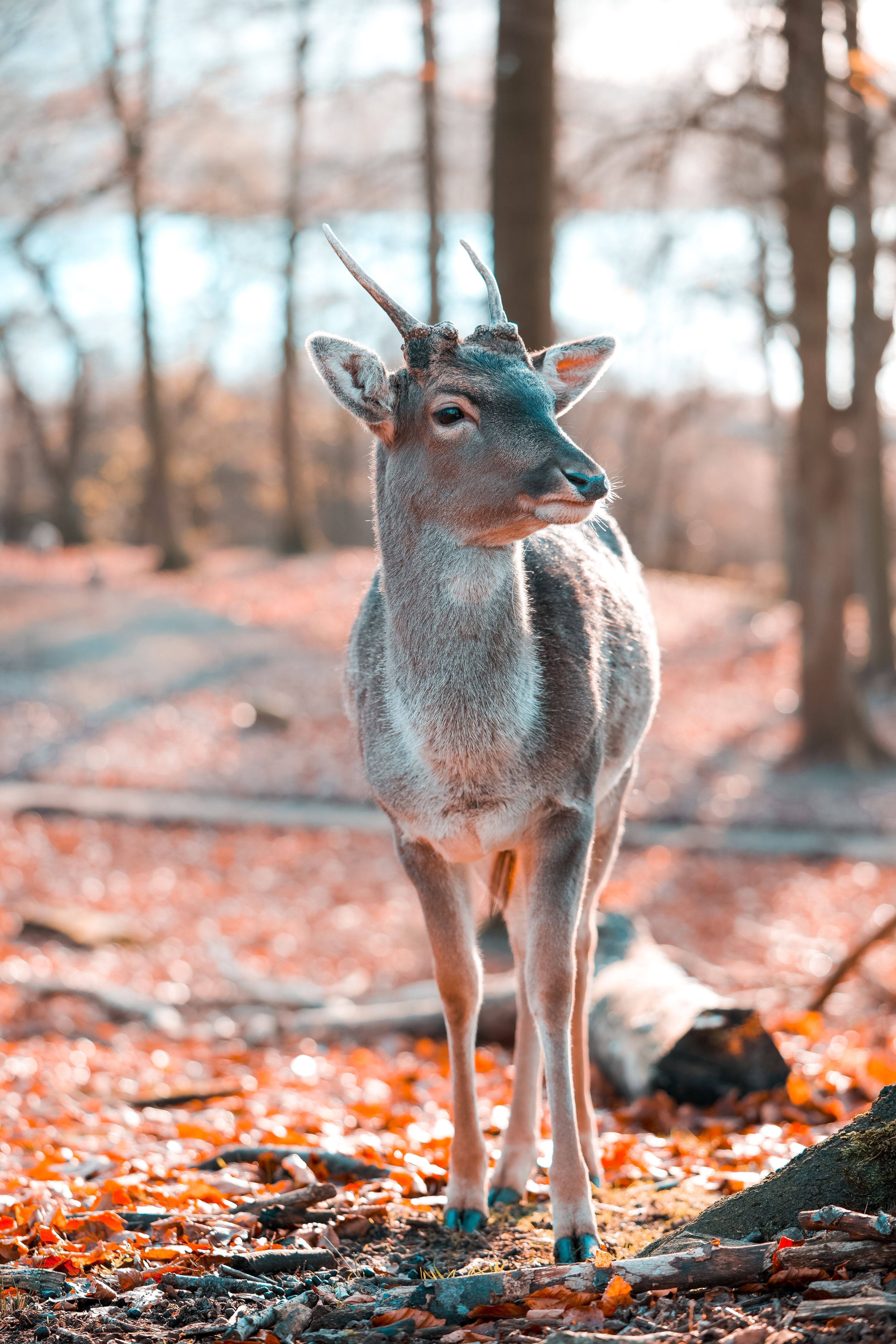3744x5616 Deer in a Forest · Free