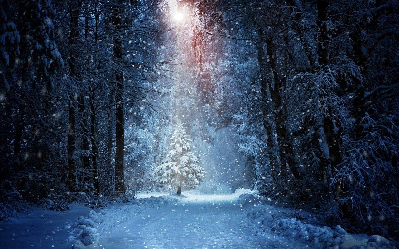 1280x800 Forest Winter Snow 720P HD 4k Wallpaper, Image, Background, Photo and Picture