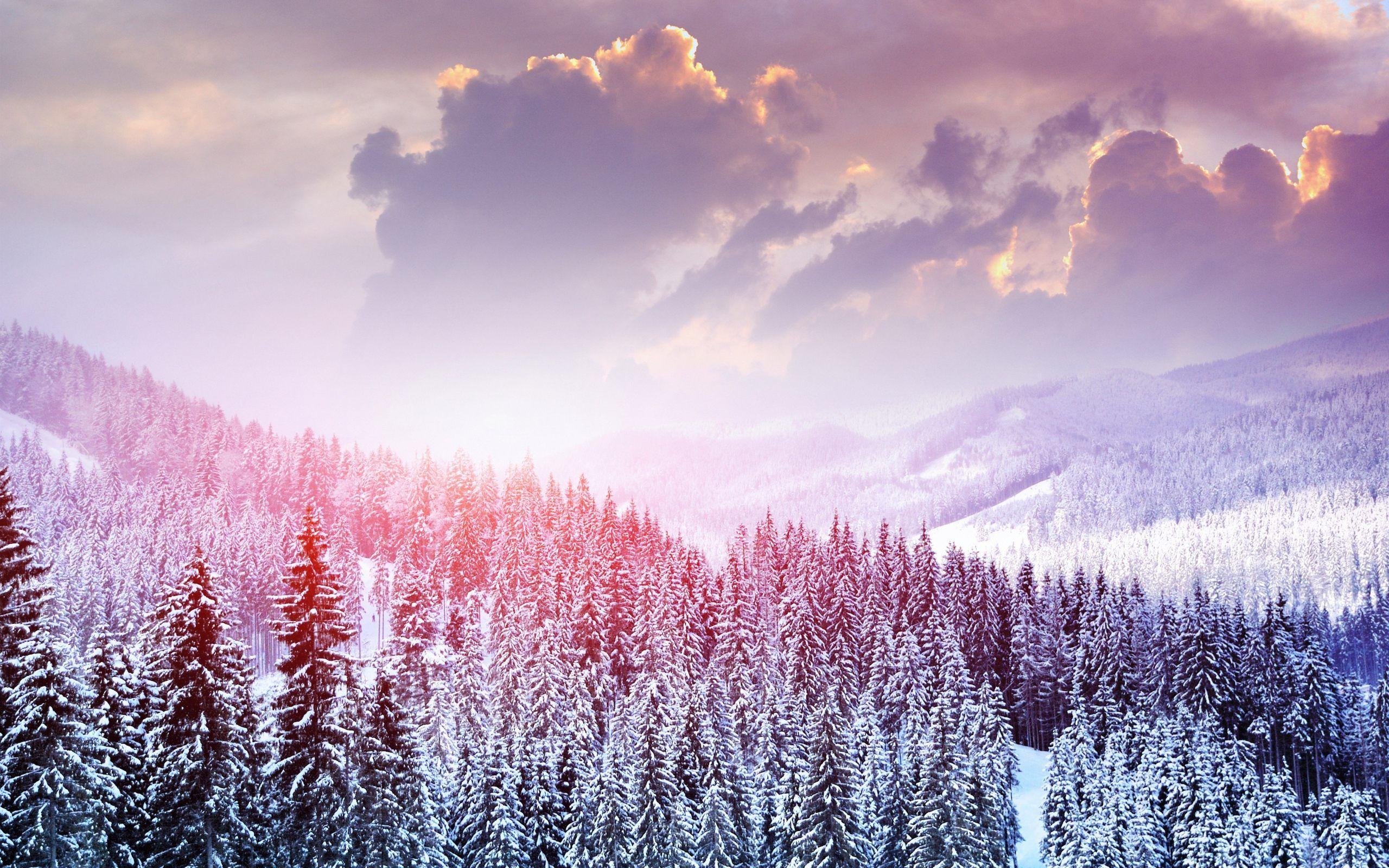 2560x1600 Beautiful Wallpaper Snowy Forest