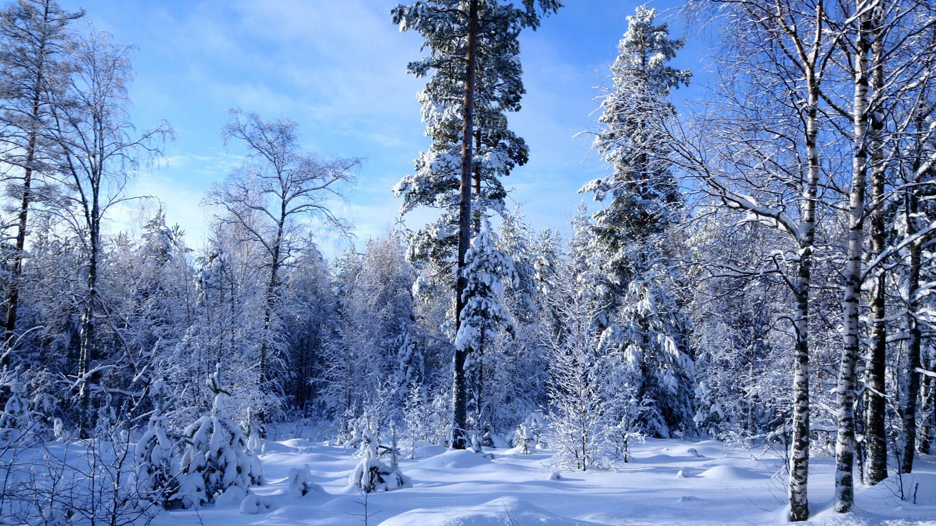1920x1080 Snow Forest Wallpaper Desktop