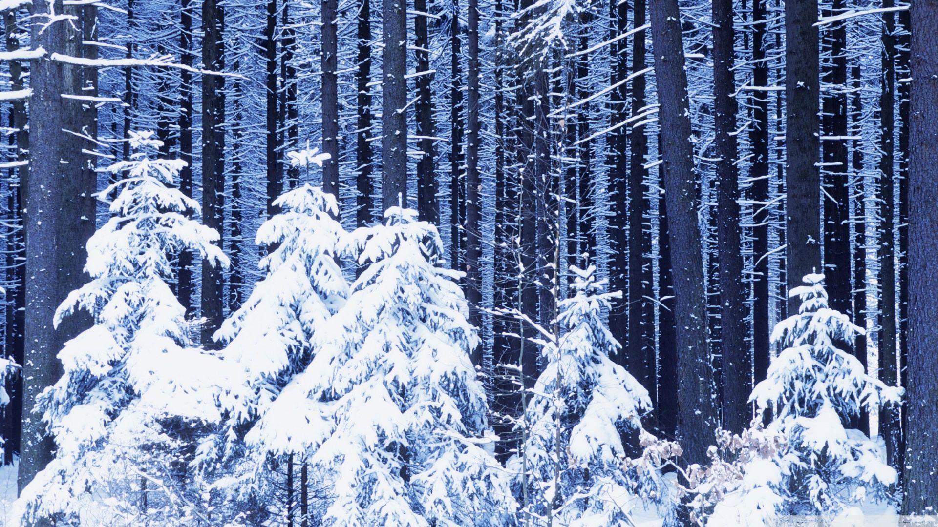 1920x1080 Winter Forest Wallpaper 1920x1080