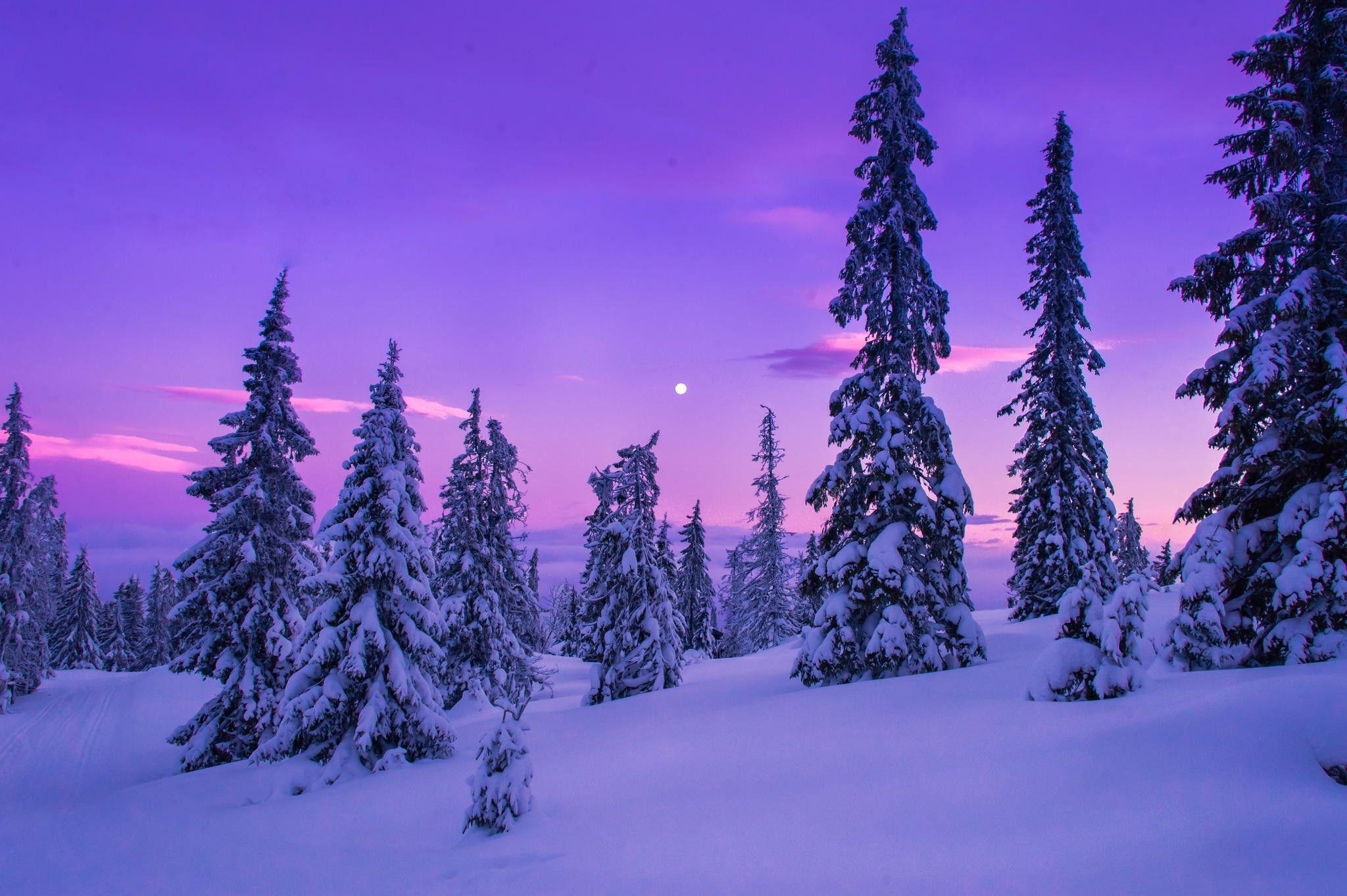 2048x1363 nature, Landscape, Forest, Snow, Winter Wallpaper HD / Desktop and Mobile Background
