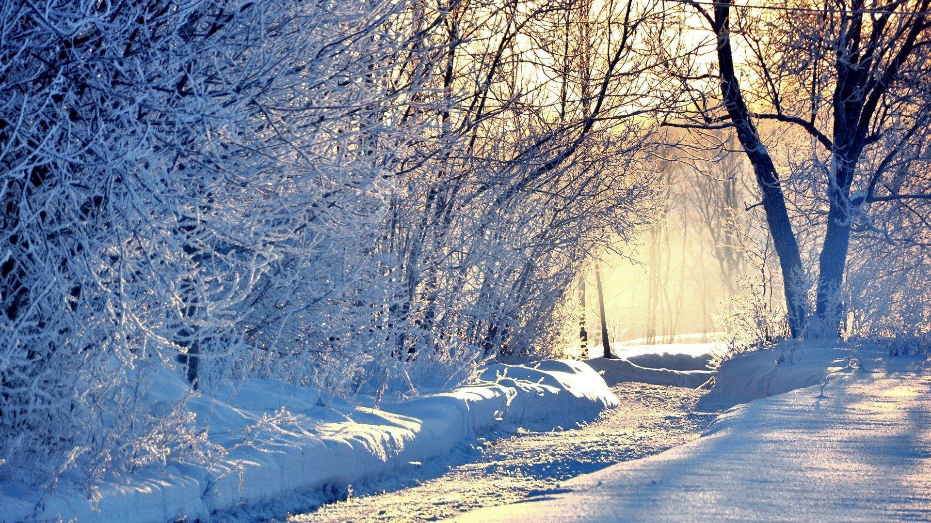 1920x1080 Snow Forest Winter Wallpaper .