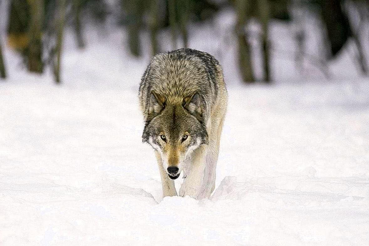 Gray Wolf HD Wallpapers Top Free Gray Wolf HD Backgrounds