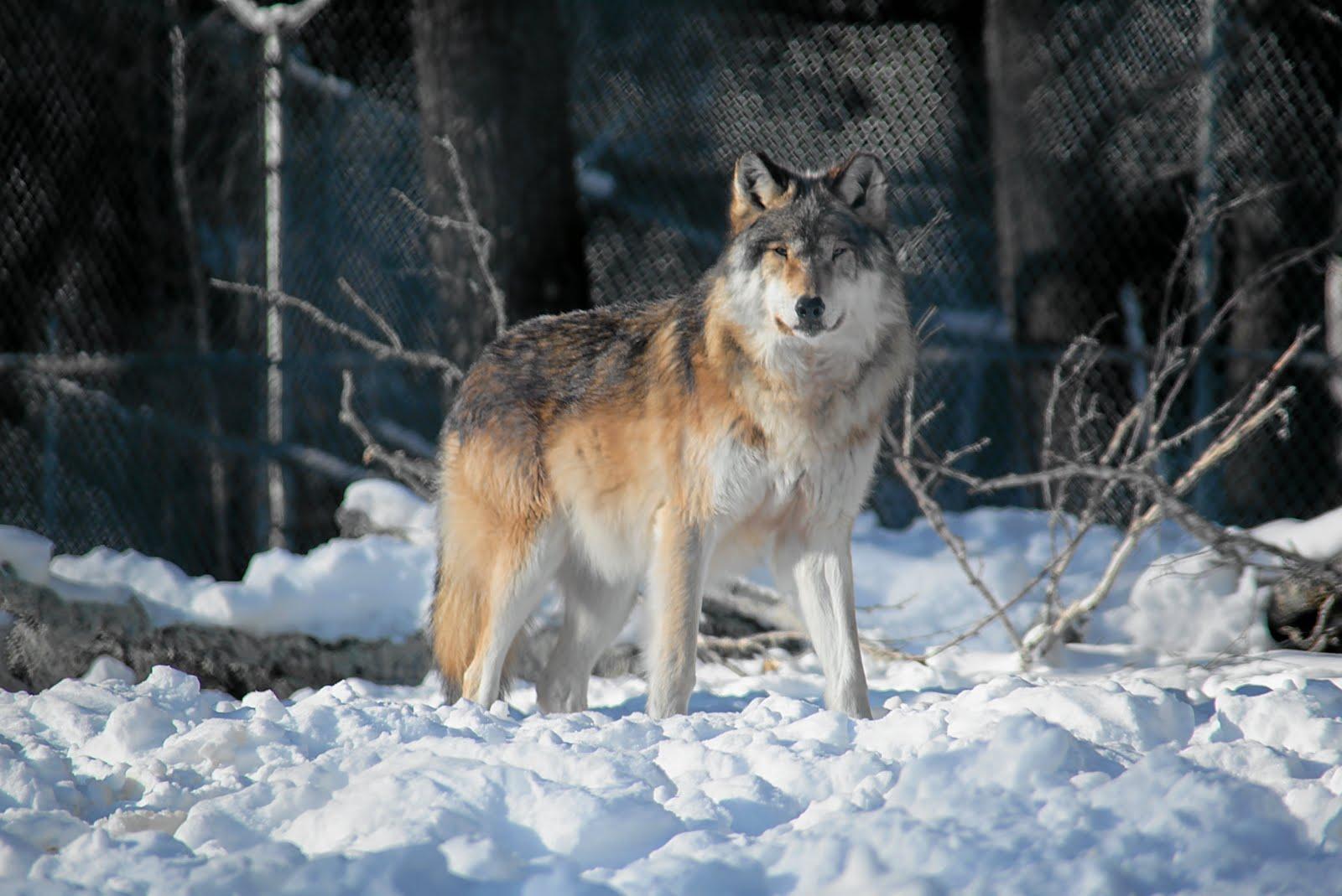 1600x1069 Timber Wolf Wallpaper. Beautiful Wolf Wallpaper, Awesome Wolf Wallpaper and Pretty Wolf Wallpaper