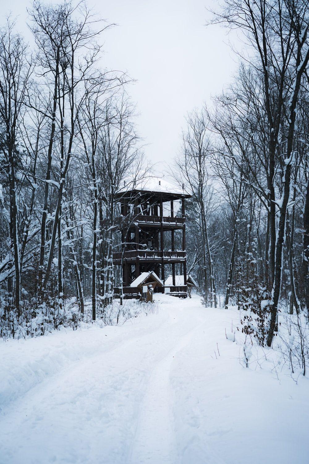 1000x1500 Snow Forest Picture. Download Free Image