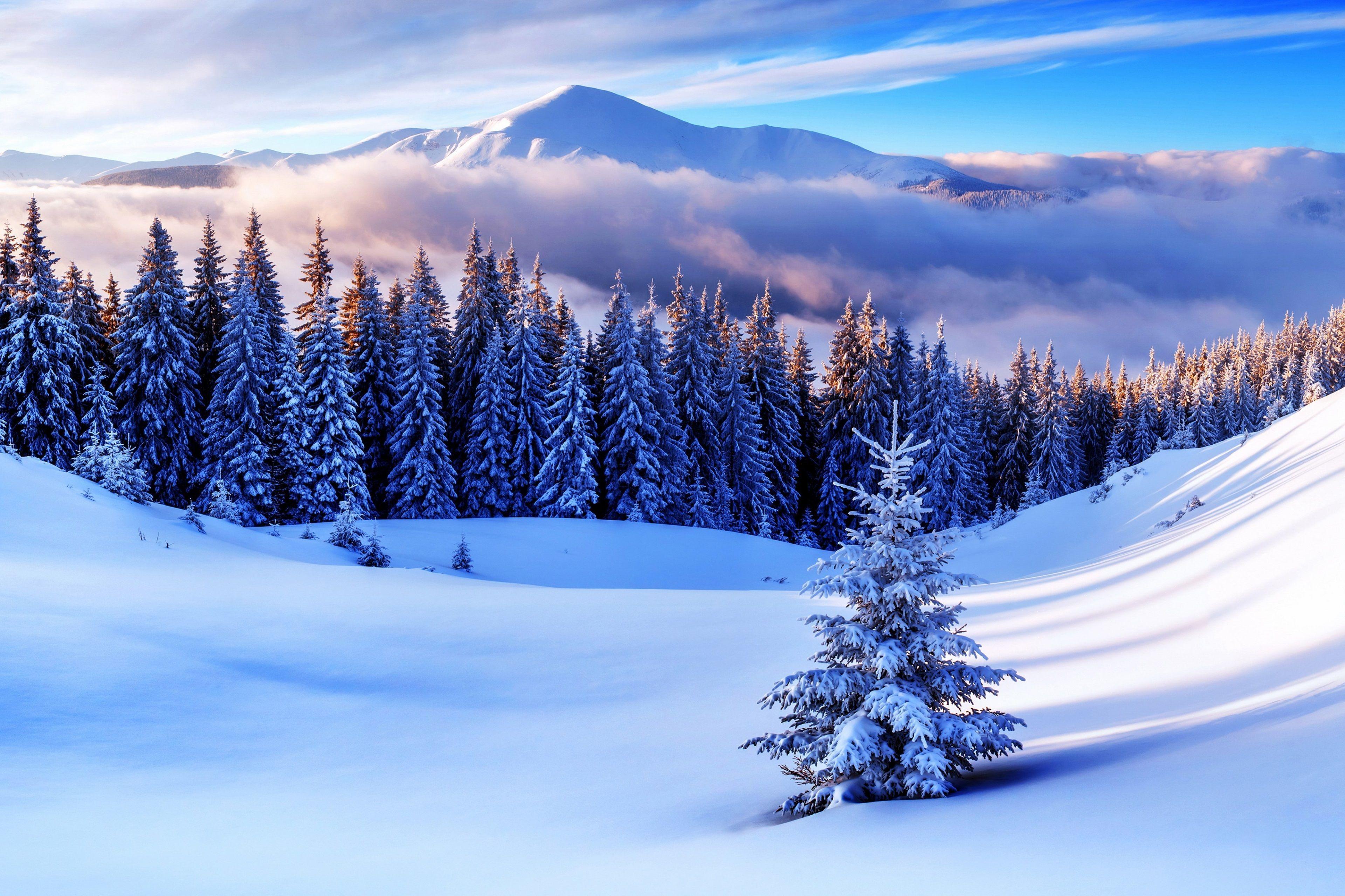 3840x2559 pine trees 4k free downloads HD wallpaper. Mountain landscape photography, Scenery, Sky landscape