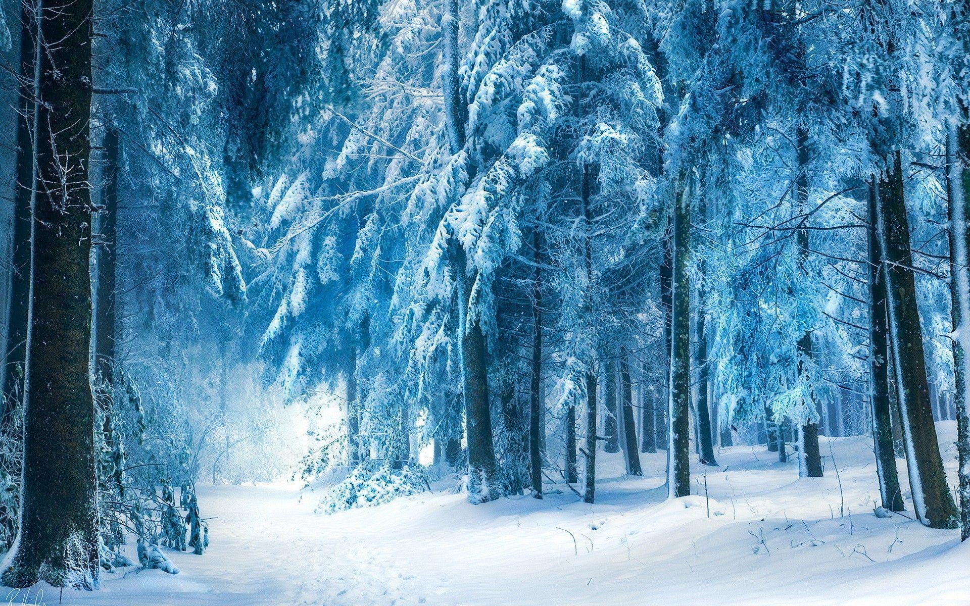 1920x1200 Snow Nature Wallpaper
