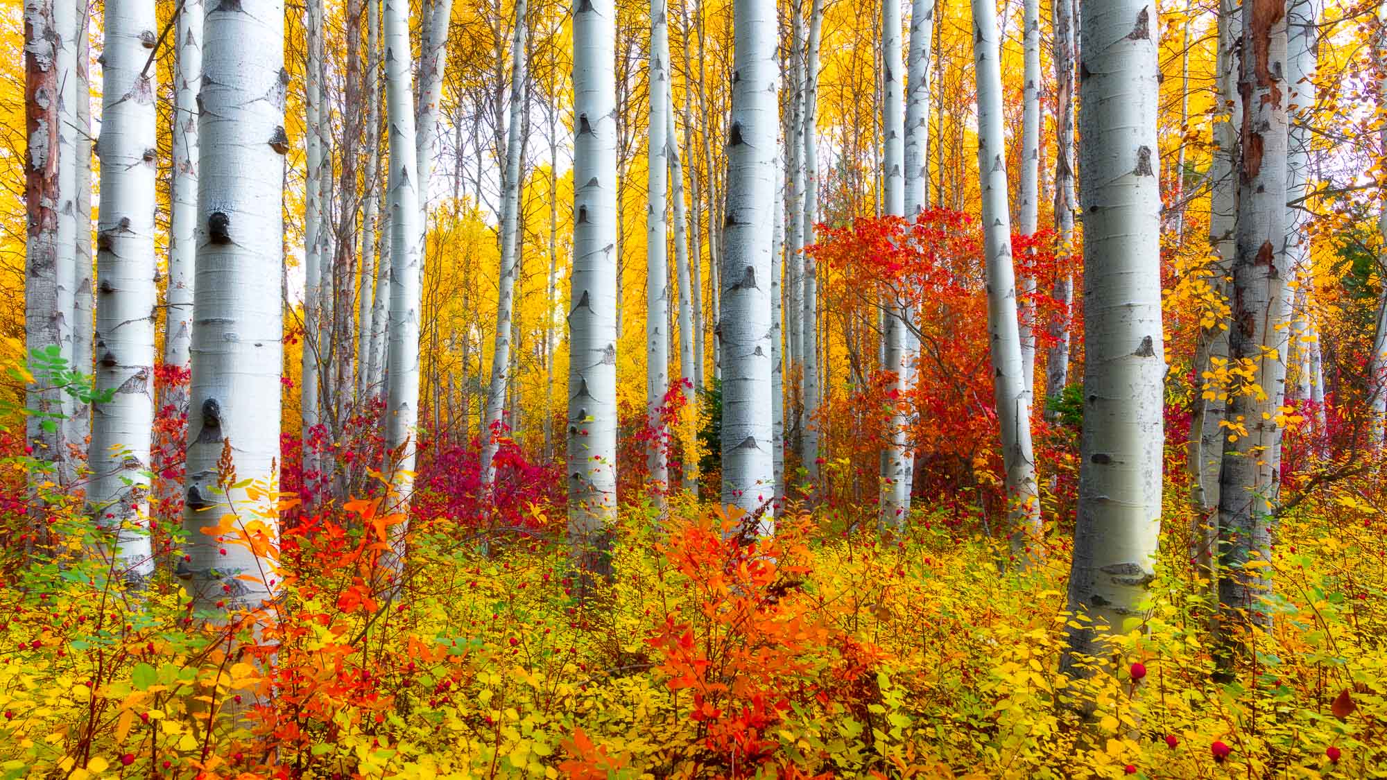 2000x1125 Washington State Luxury Fine Art Photography Bjorge Fine Art