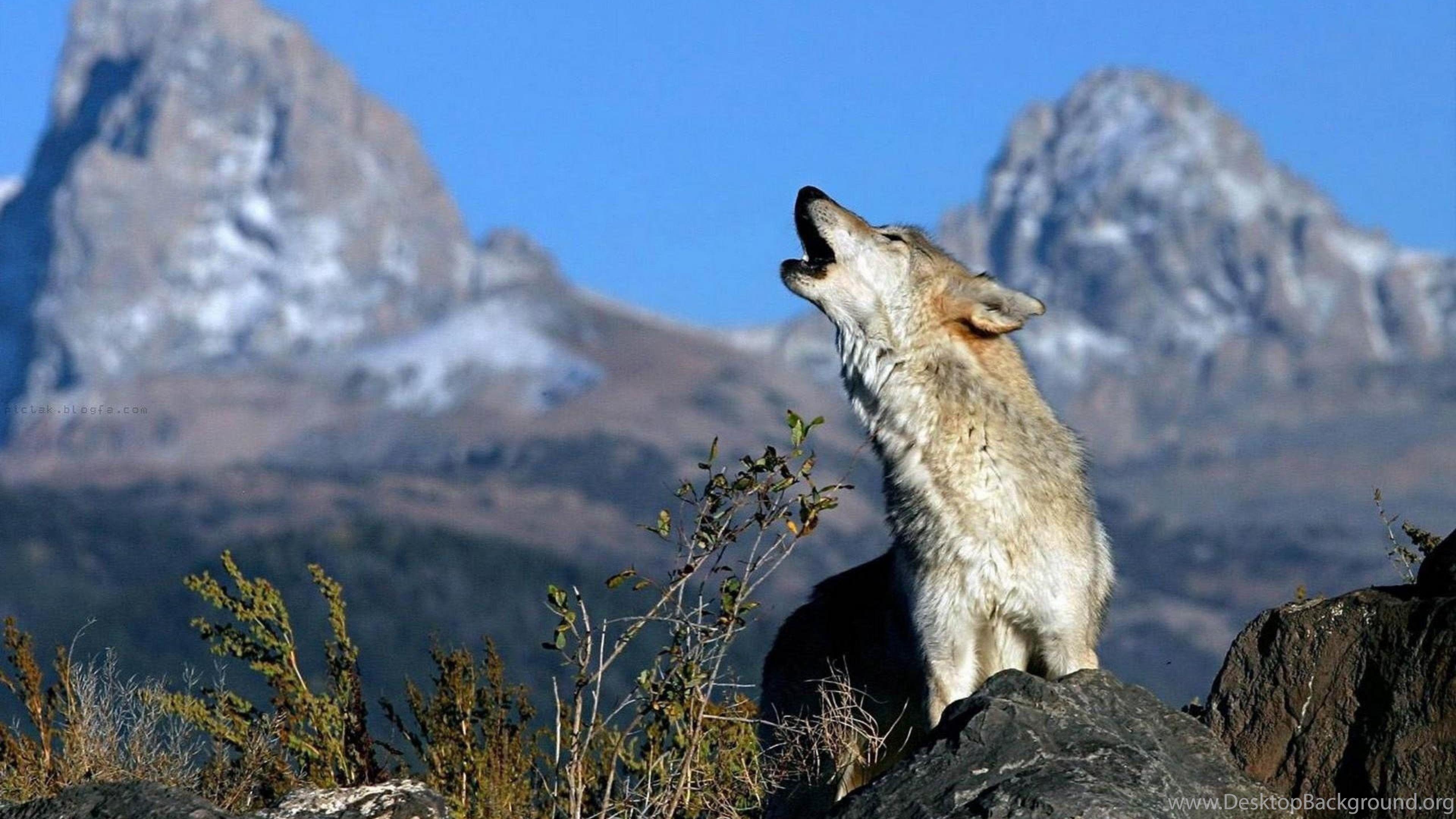 Gray Wolf HD Wallpapers Top Free Gray Wolf HD Backgrounds