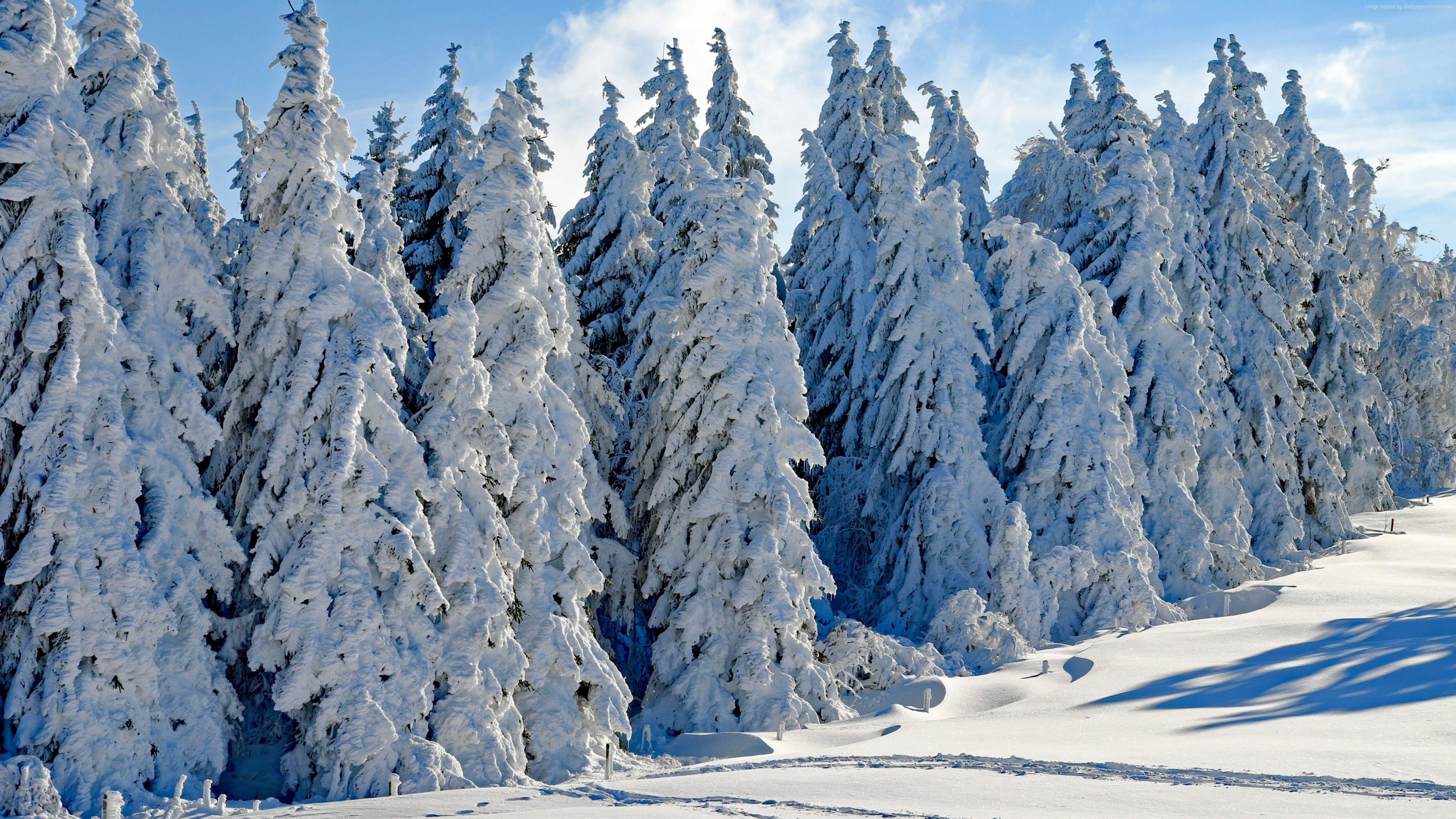 3840x2160 Wallpaper forest, tree, snow, winter, 4k, Nature Wallpaper Download Resolution 4K Wallpaper