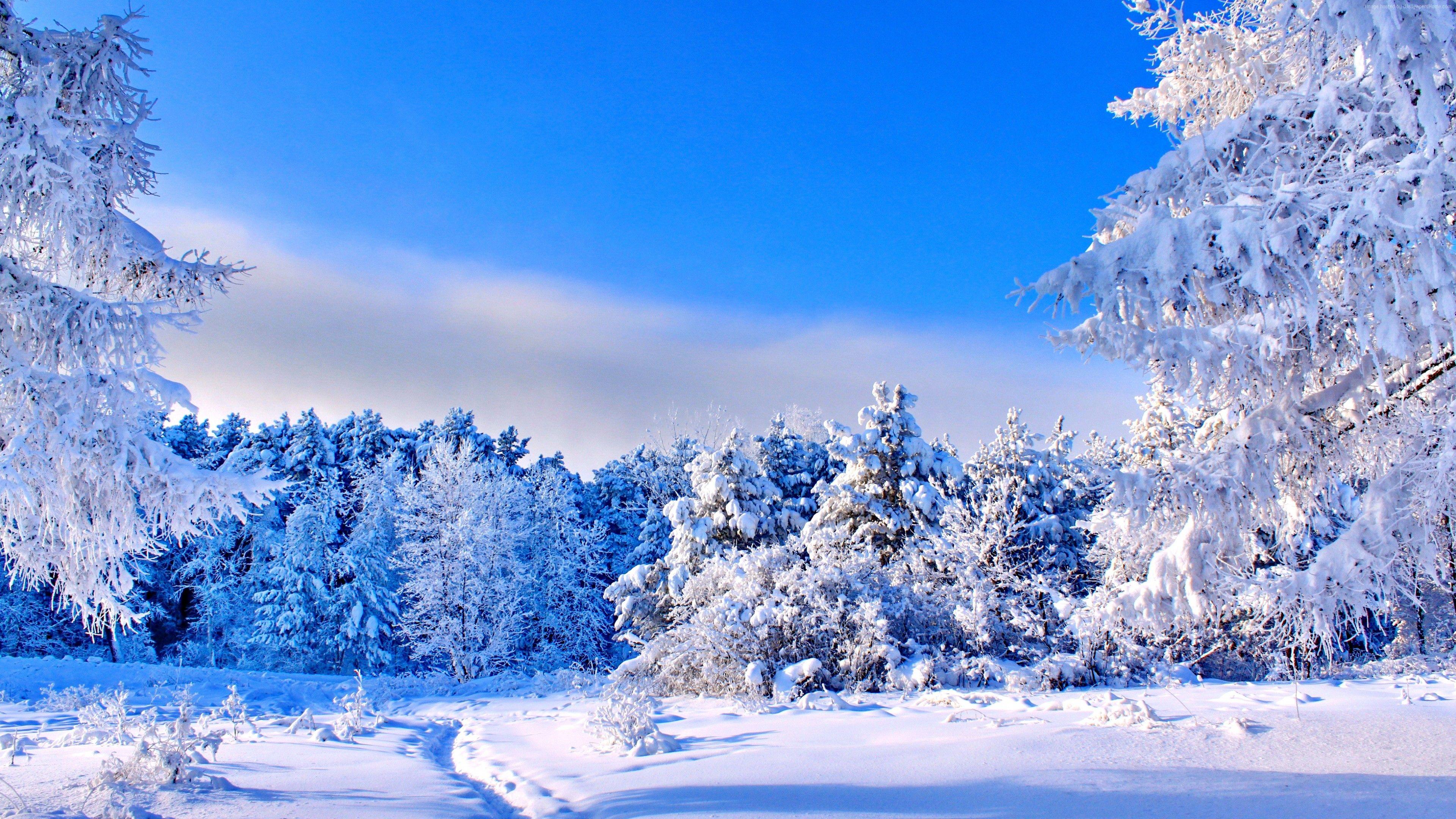 3840x2160 Wallpaper forest, trees, snow, winter, 4k, Nature Wallpaper Download Resolution 4K Wallpaper