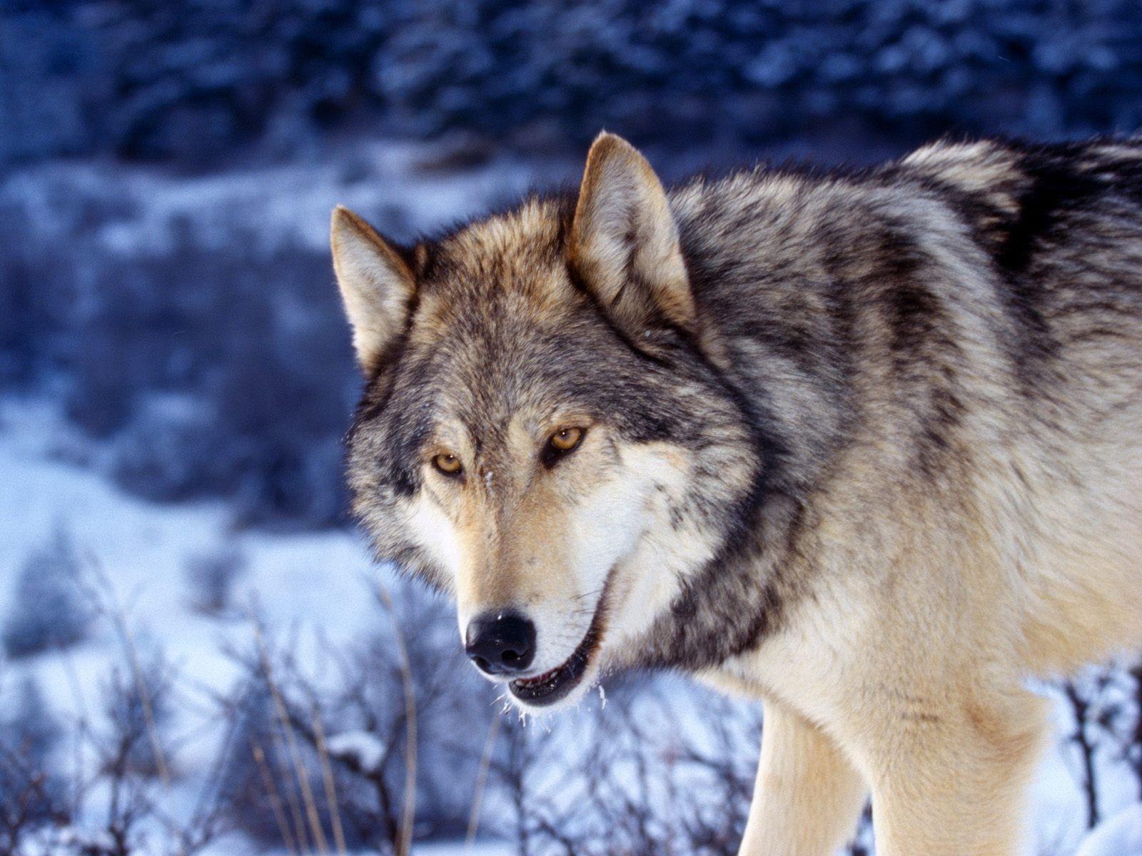 1600x1200 Free download HD Grey Wolf Wallpaper HD Nature Wallpaper [1600x1200] for your Desktop, Mobile & Tablet. Explore Grey Wolf Wallpaper. Wolf Image Free Wallpaper, Gray Wolf Wallpaper HD, Wolves HD Wallpaper