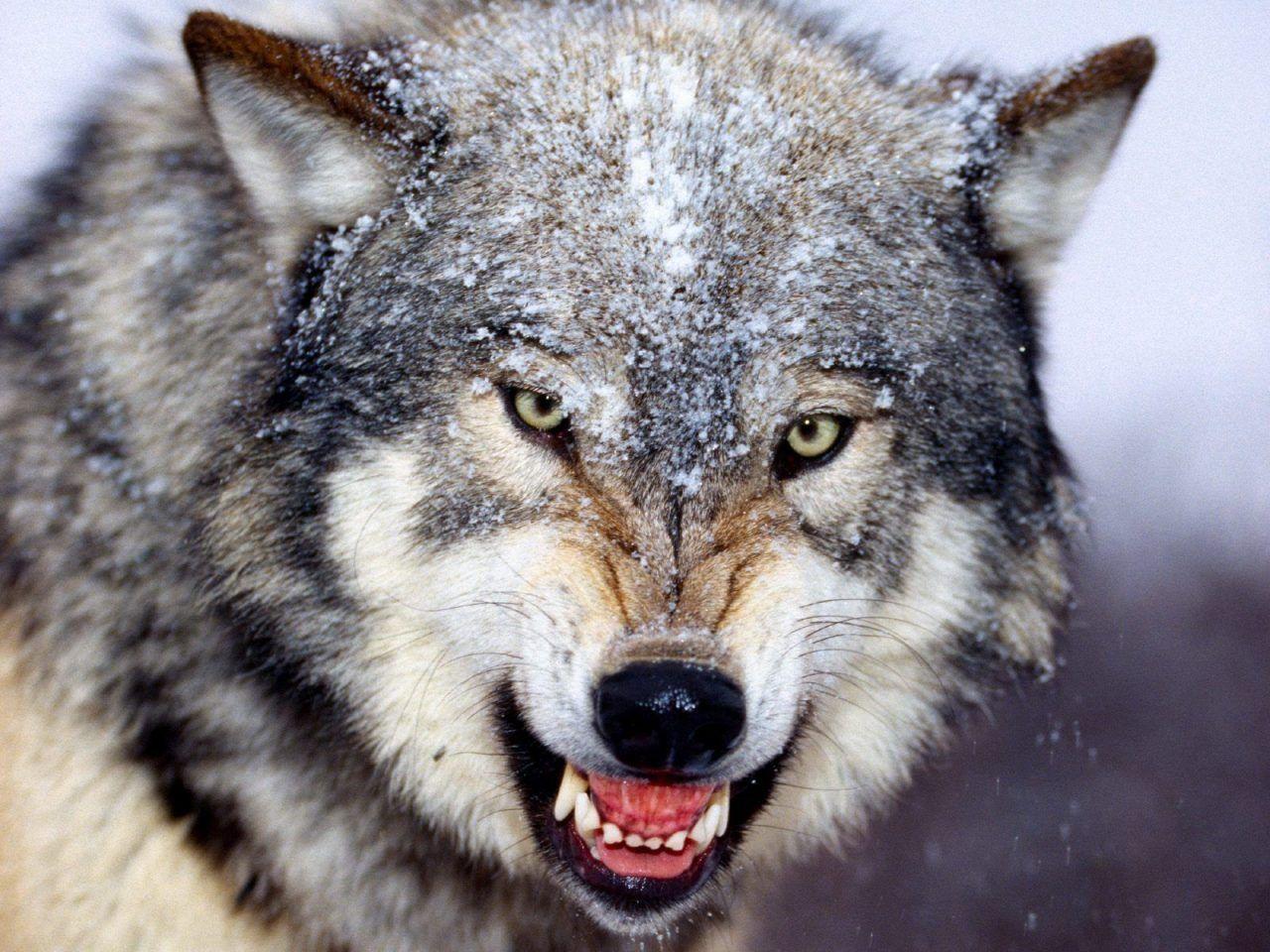1280x960 Wild Gray Wolf Image For Wallpaper In HD Wallpaper And Background