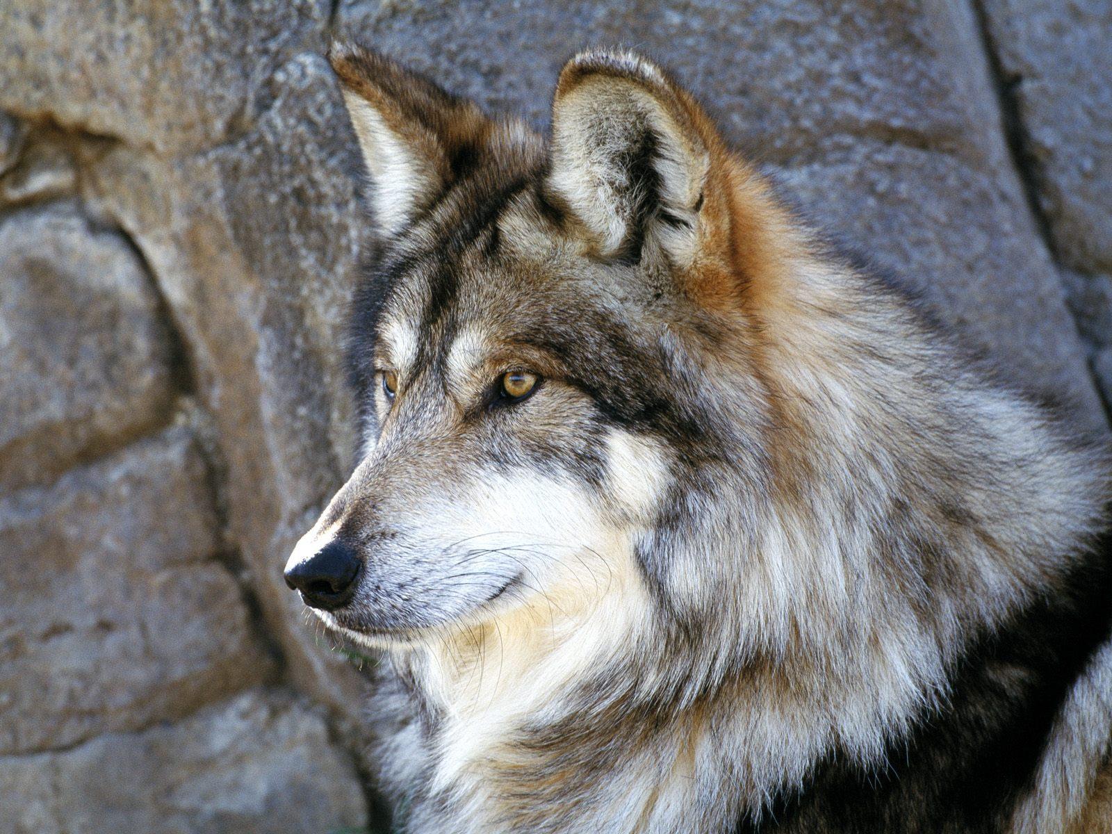 1600x1200 HD Gray Wolf Wallpaper