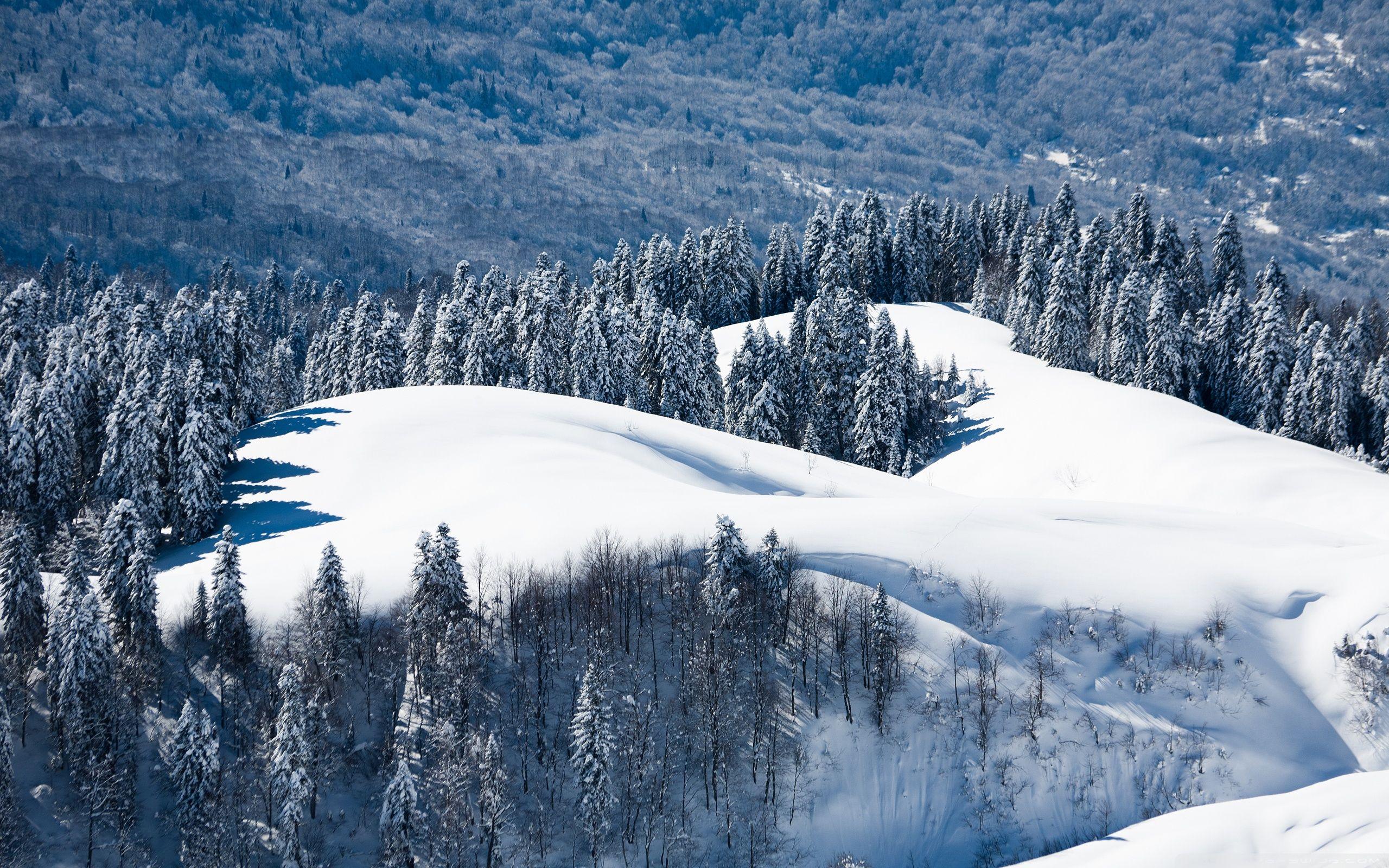 2560x1600 Snowy Mountain Forest Ultra HD Desktop Background Wallpaper for 4K UHD TV : Multi Display, Dual Monitor : Tablet