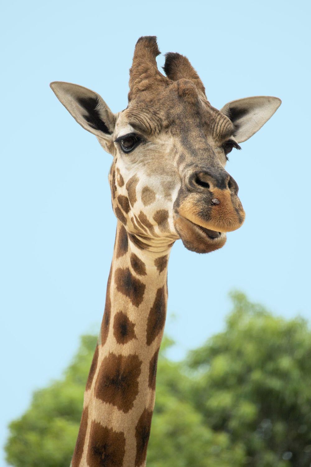 1000x1500 Giraffe Picture [HD]. Download Free Image
