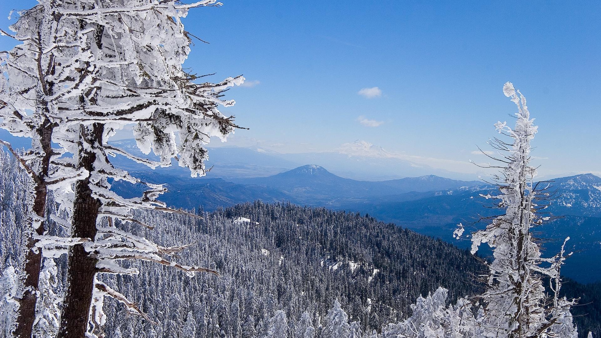 1920x1080 Winter Forest Wallpaper