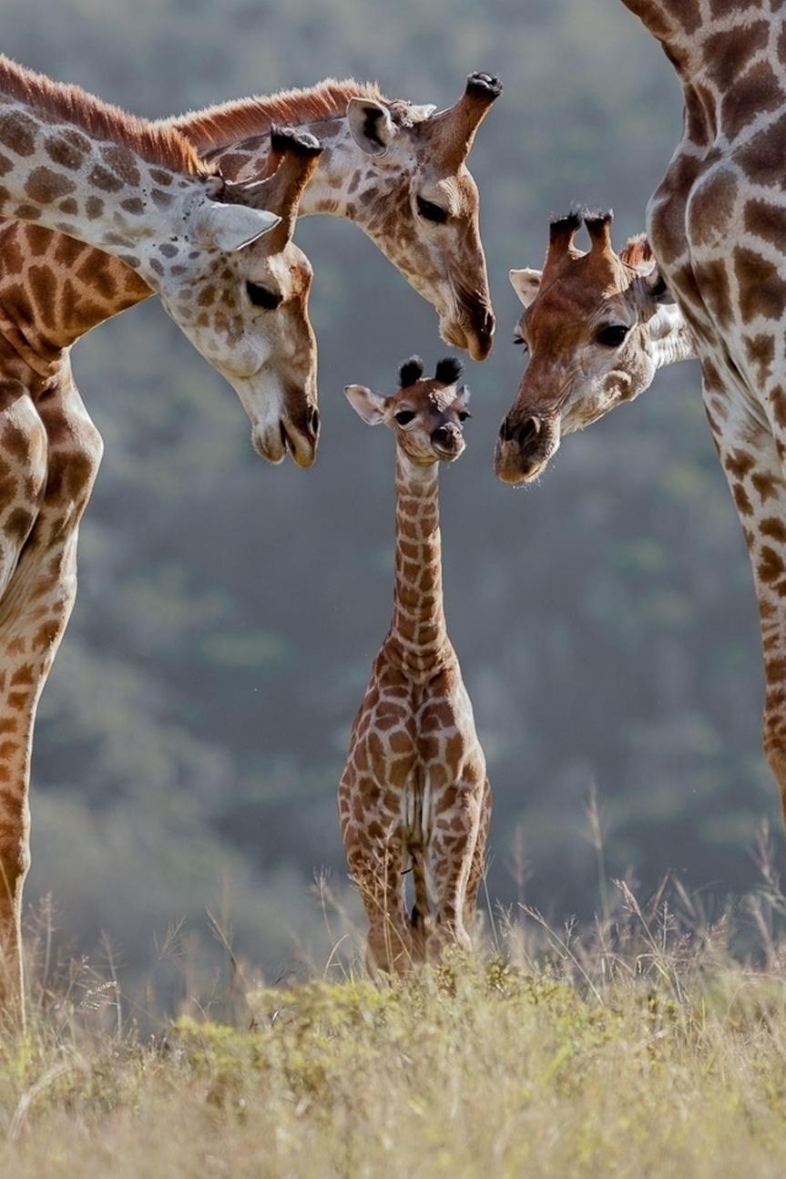 863x1294 Baby Giraffe Wallpaper
